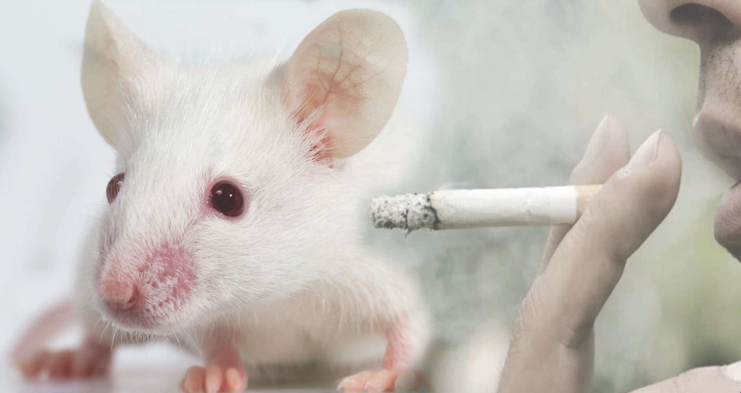 Animal welfare groups welcome mice experiments policy