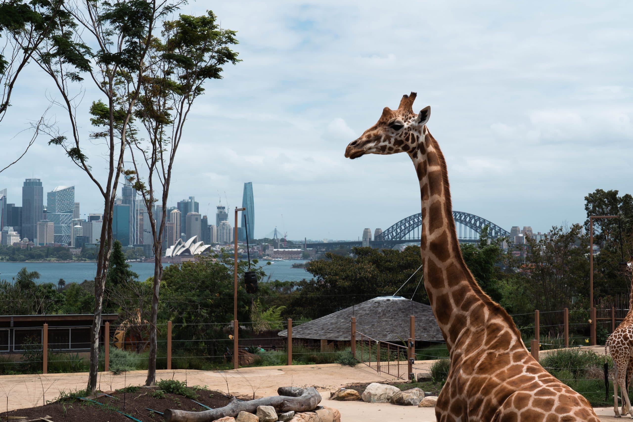 Mission for Conservation: The Changing Face of Taronga Zoo Sydney