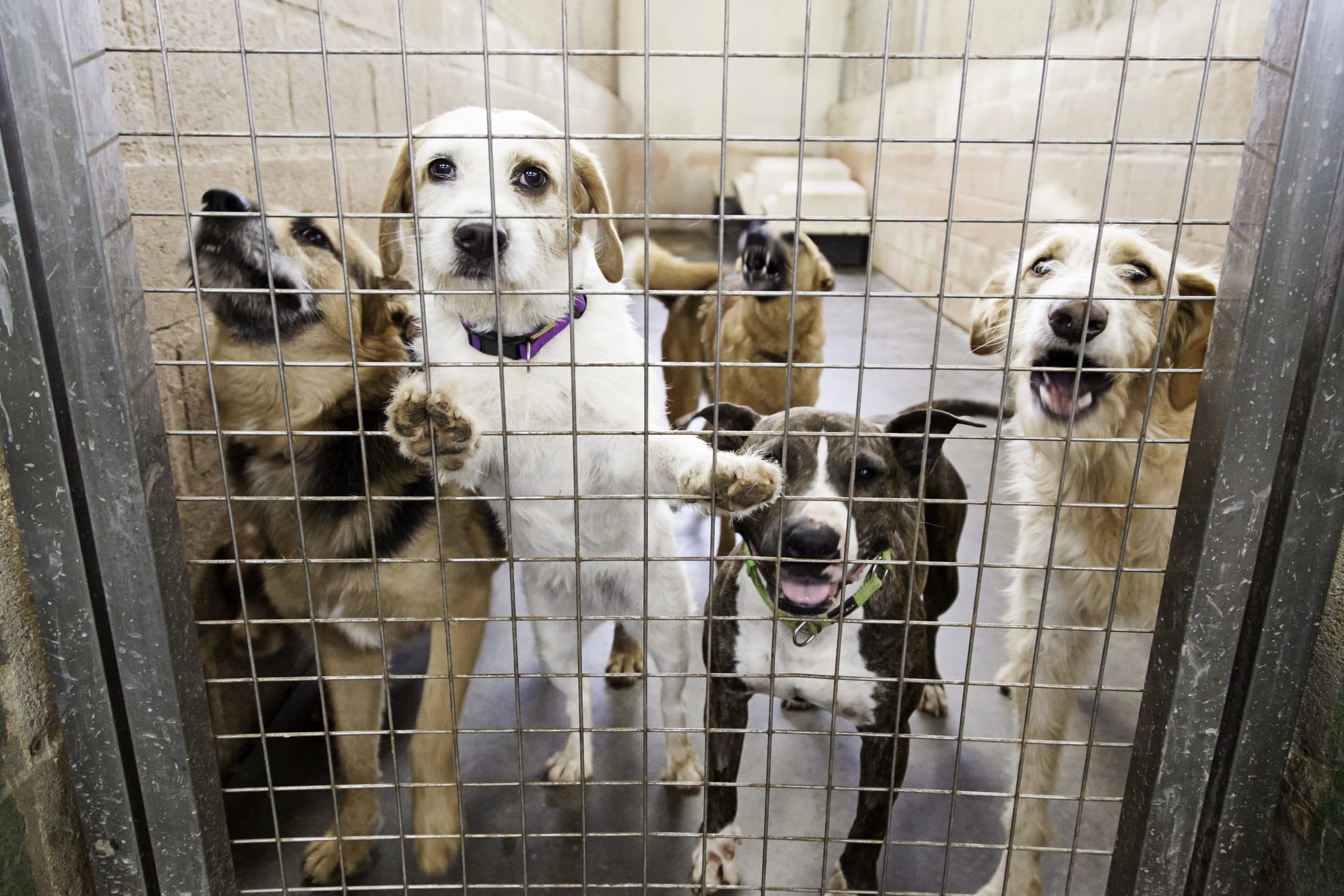 Rehoming a Pet Rescue Is Easier Than You Think