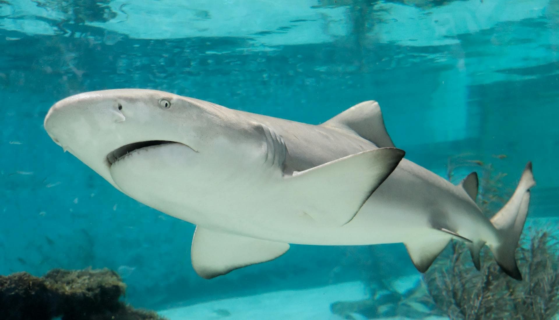 Humans kill 80 million sharks a year: research