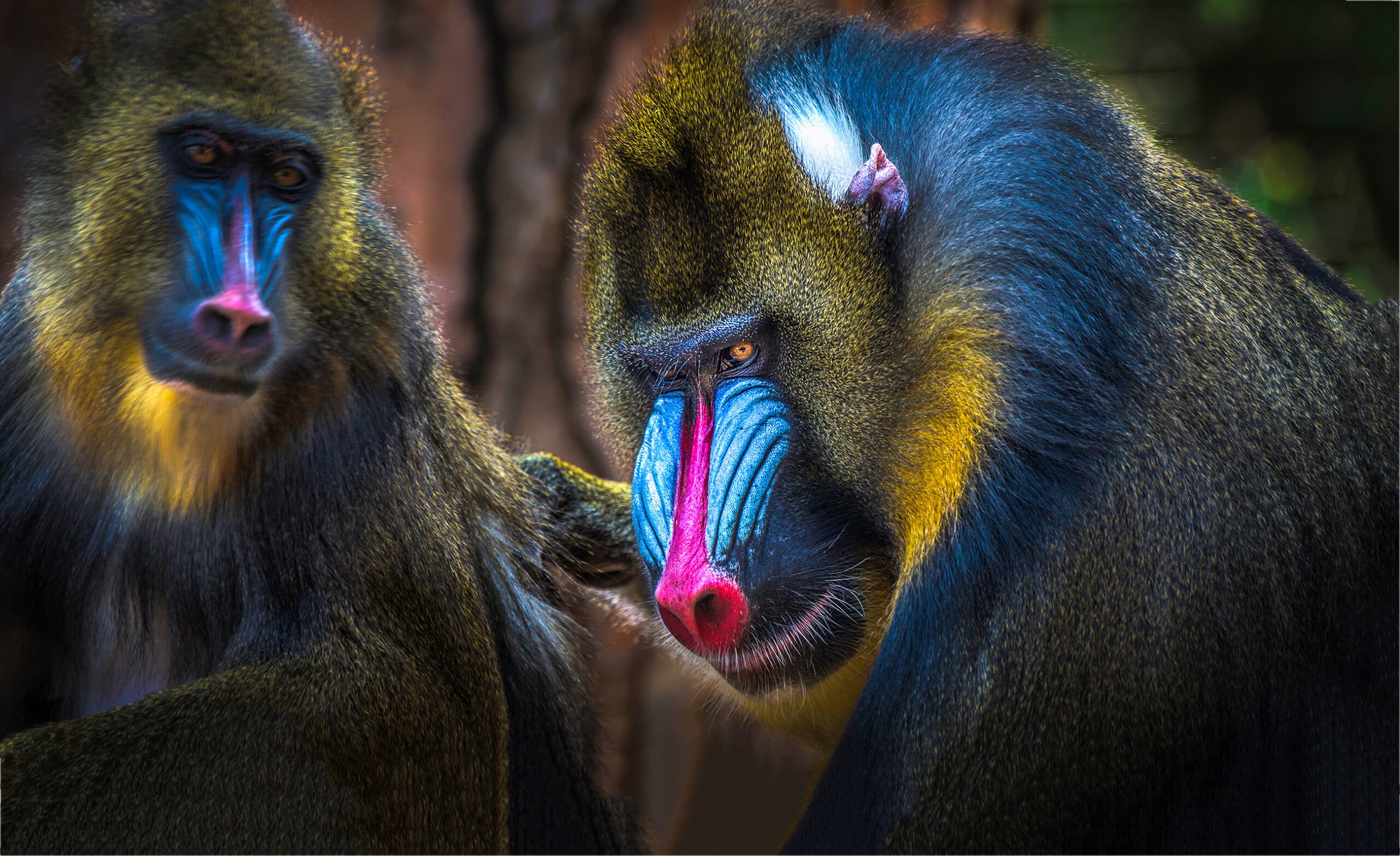 Monkey magic: how they adapted to become better communicators