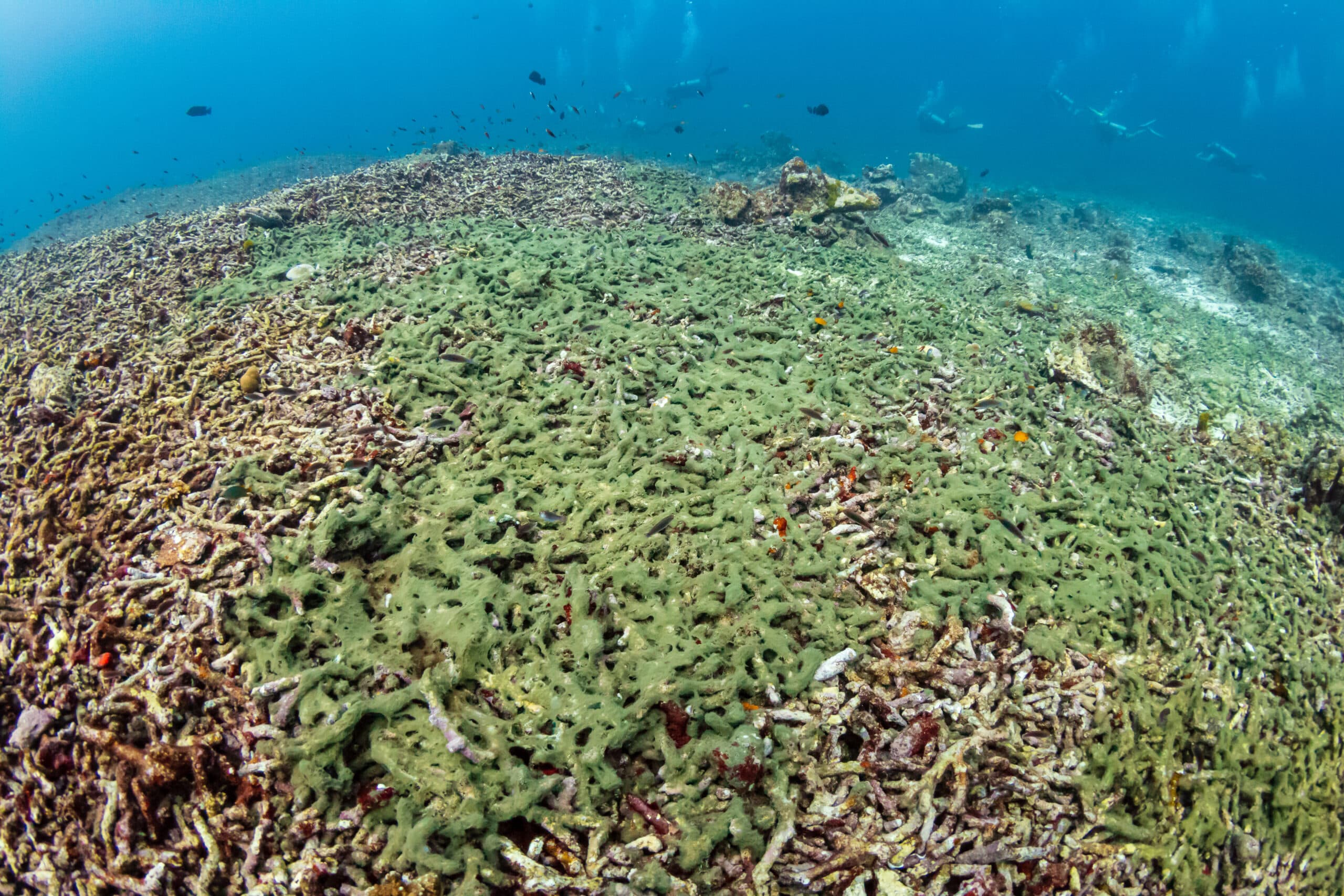 Experts warn of impending coral bleaching crisis