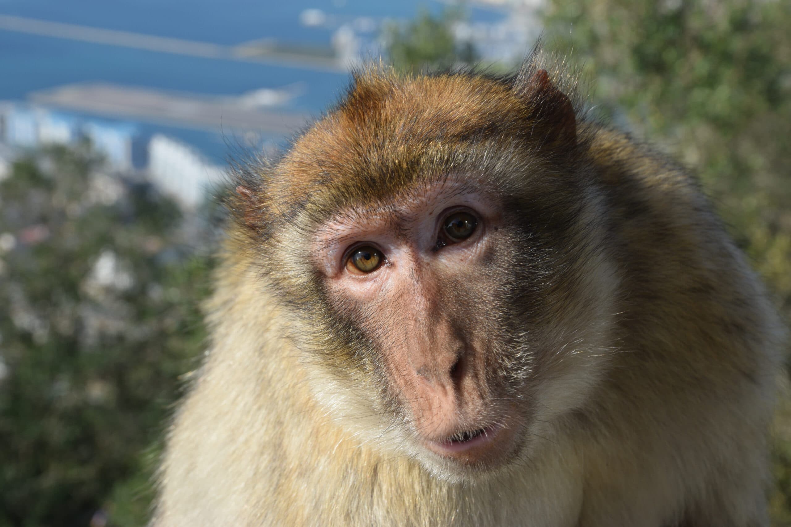 Monkeying with genetics