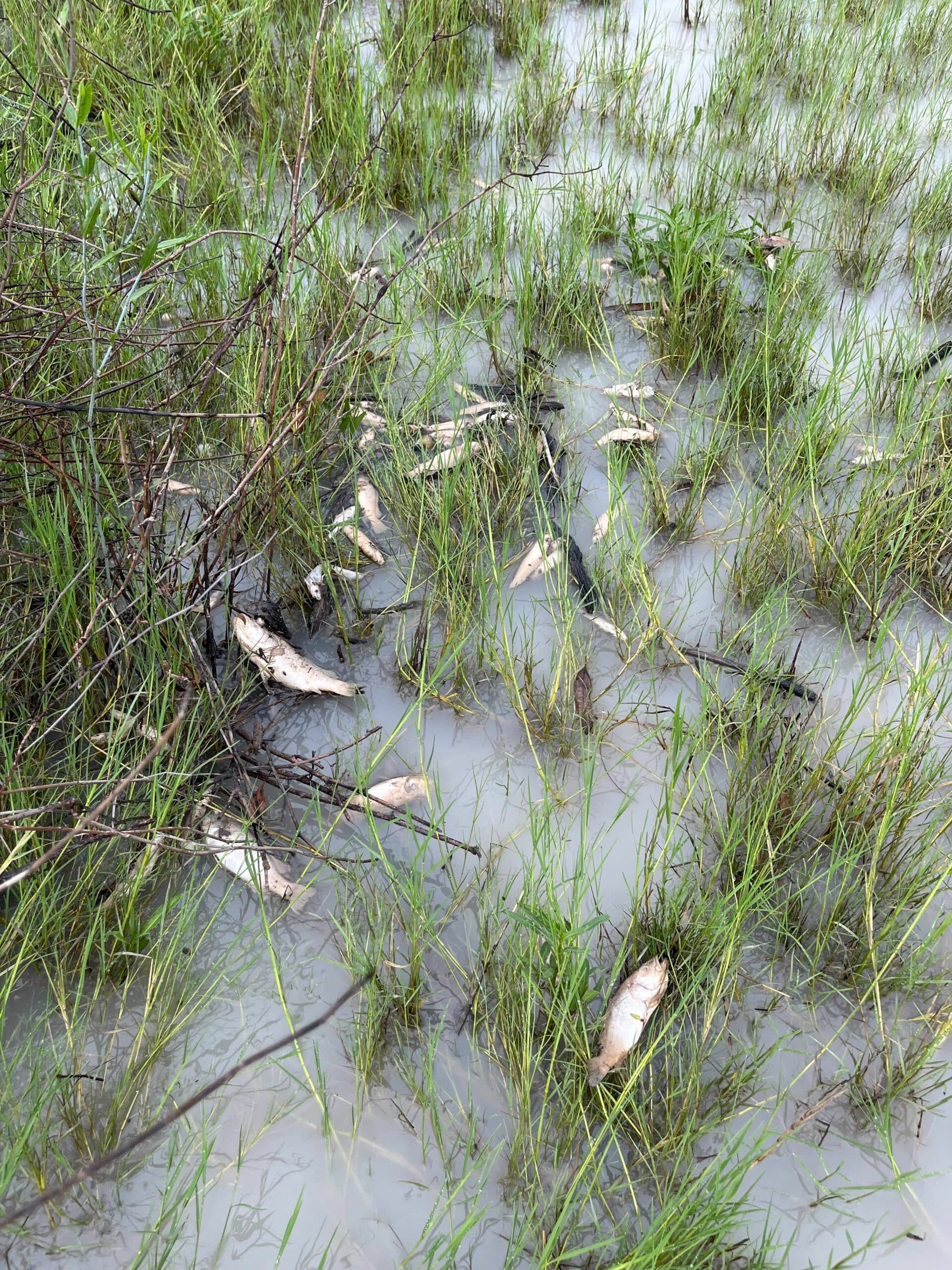 NT Government Faces Backlash over Response to Fish Kill