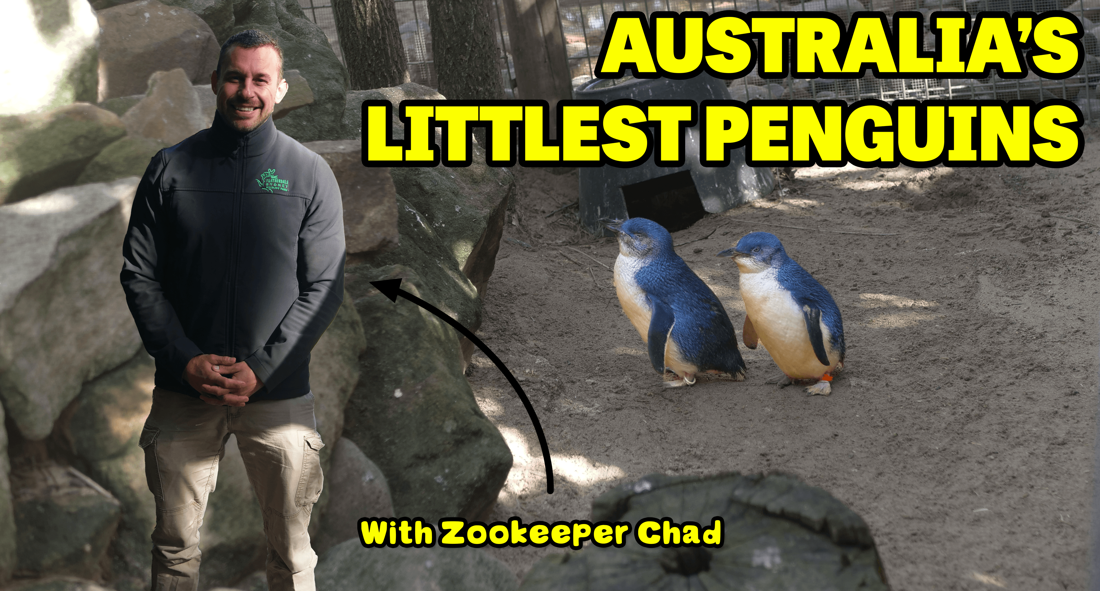 Why Do Penguins Look Like That?