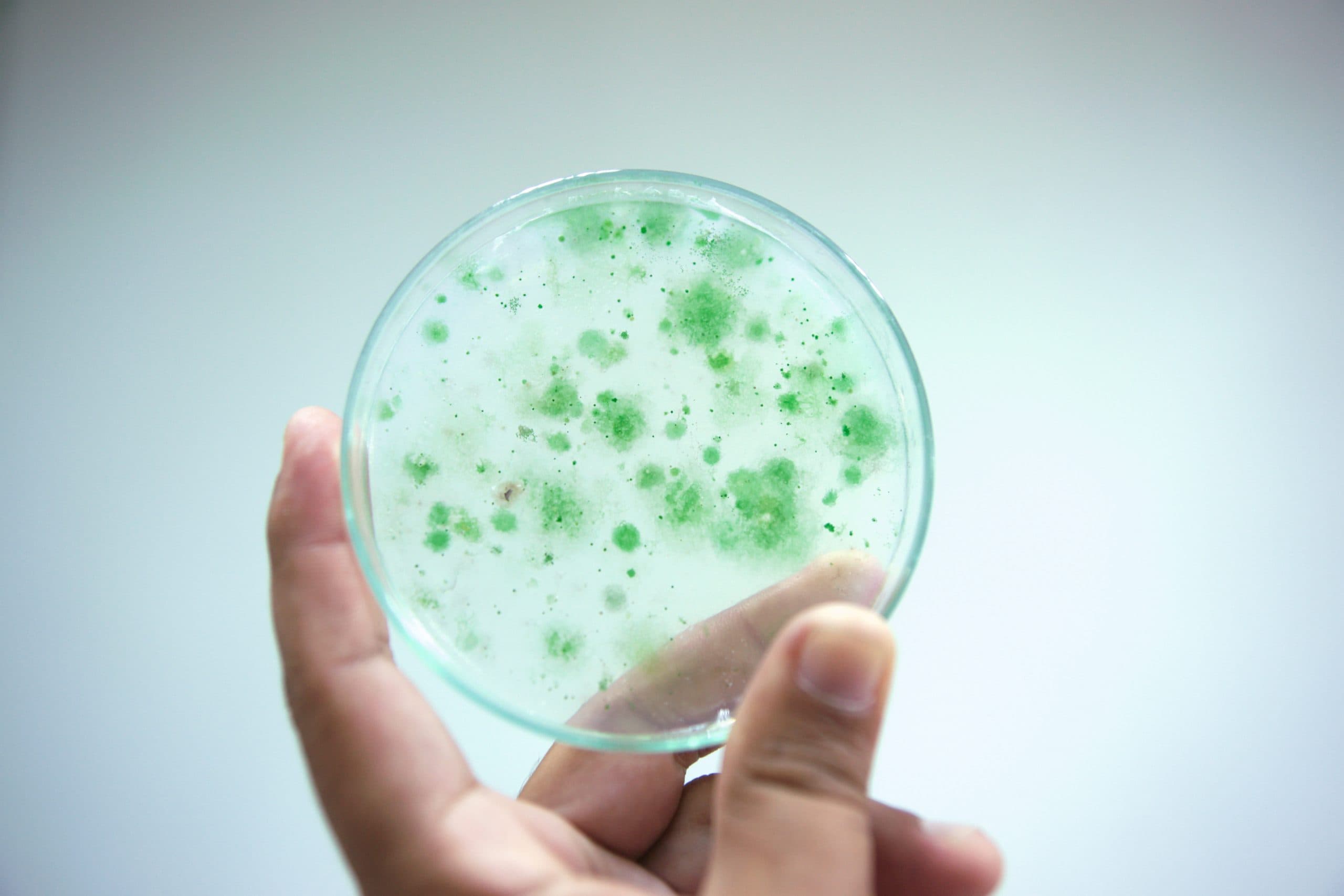 ECR – Changing the Face of Cosmetics using Cyanobacteria