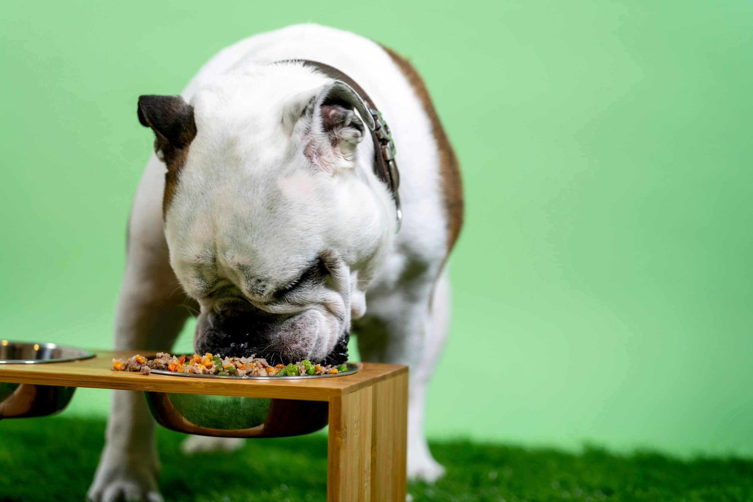 Pet owners miss meals to feed pets: research