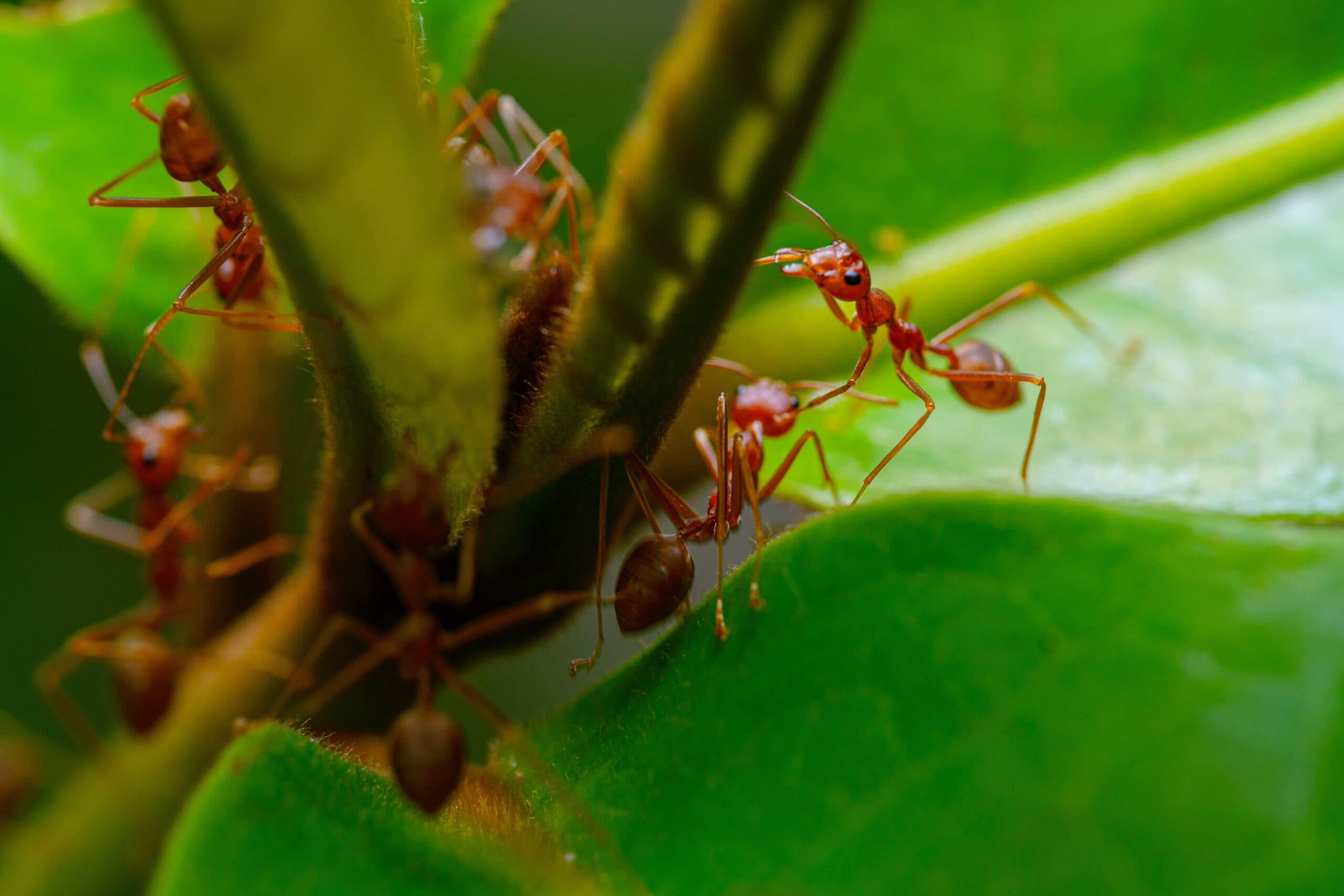 Fire ants need to be eradicated: researcher