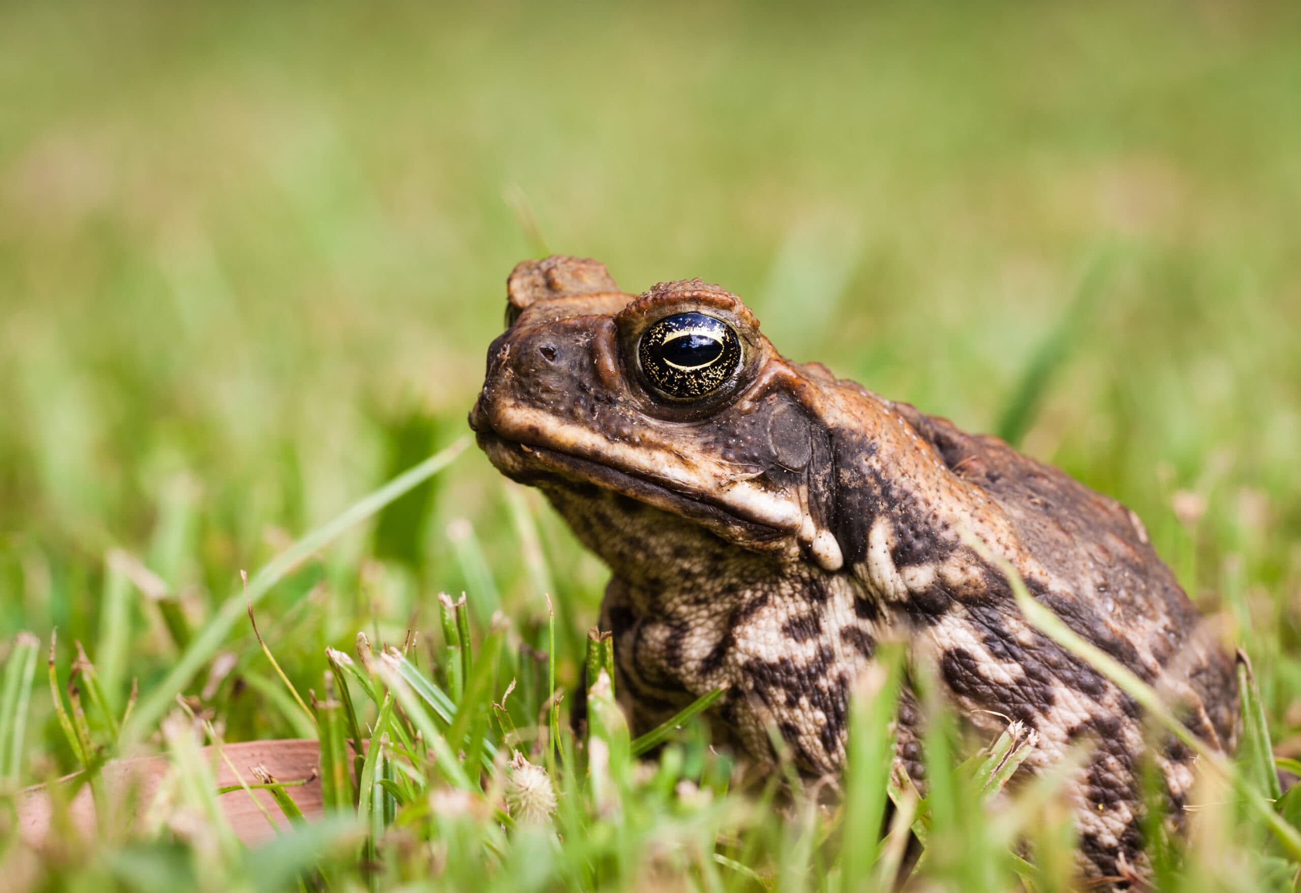 Combating the Cane Toad scourge