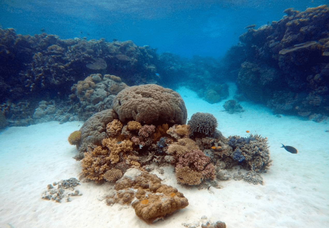 Oysters Could Reduce Pollution In Our Waterways