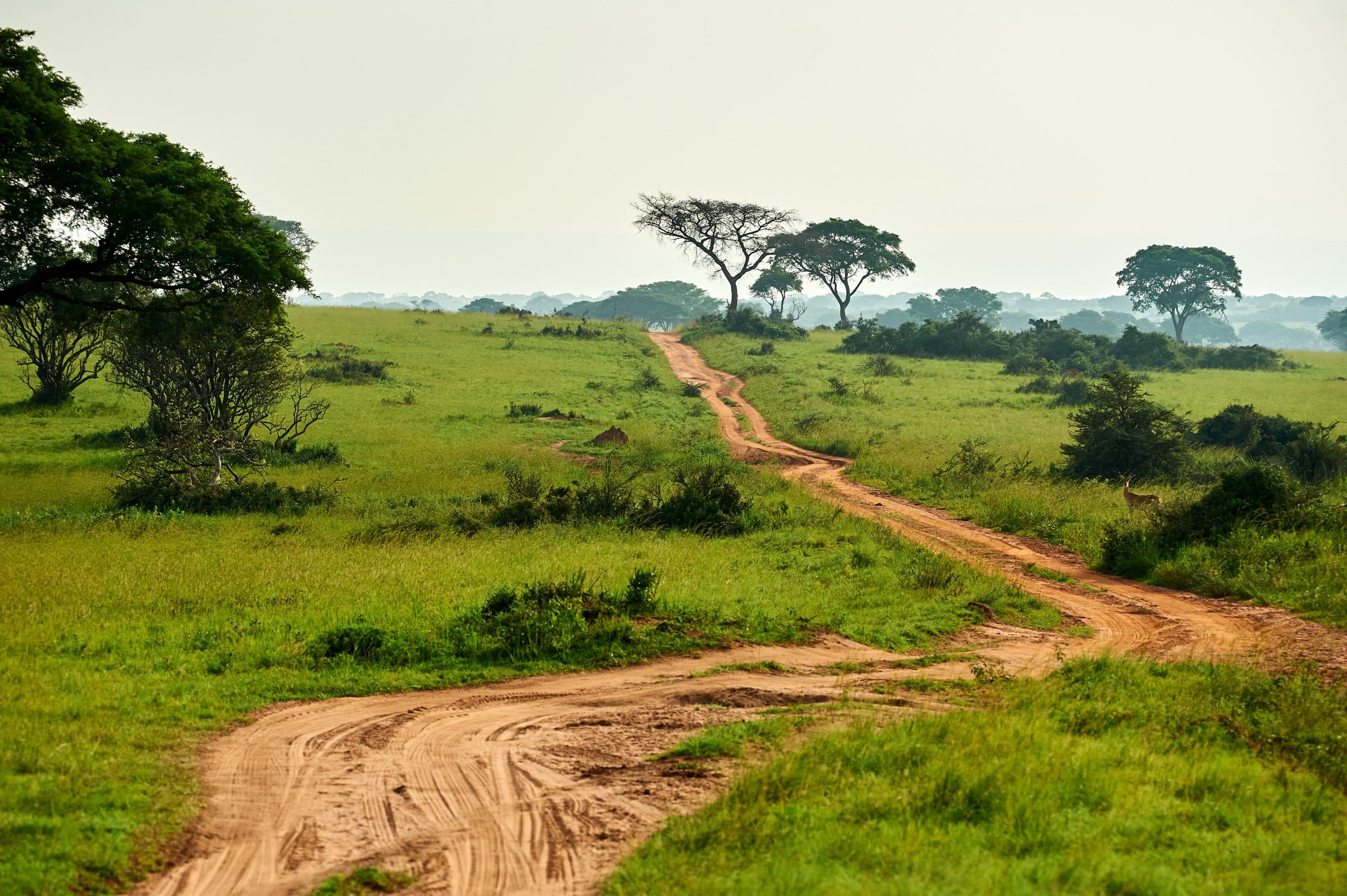 A ‘green Sahara’ hinted at by new rock art found in Eastern Sudan