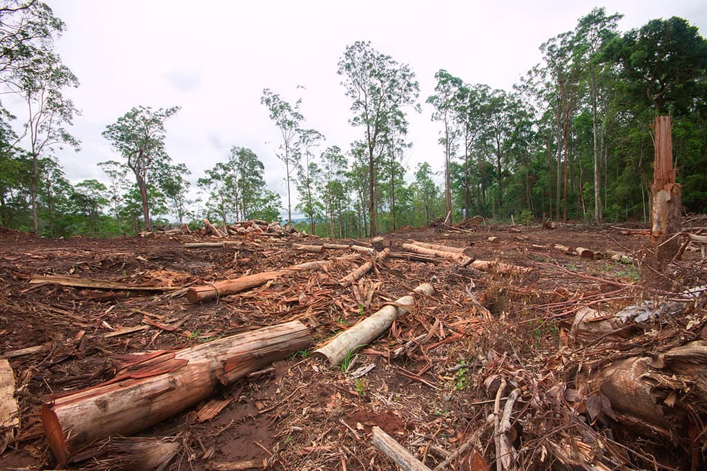 Native Forest Logging Continues to Threaten Wildlife Habitat