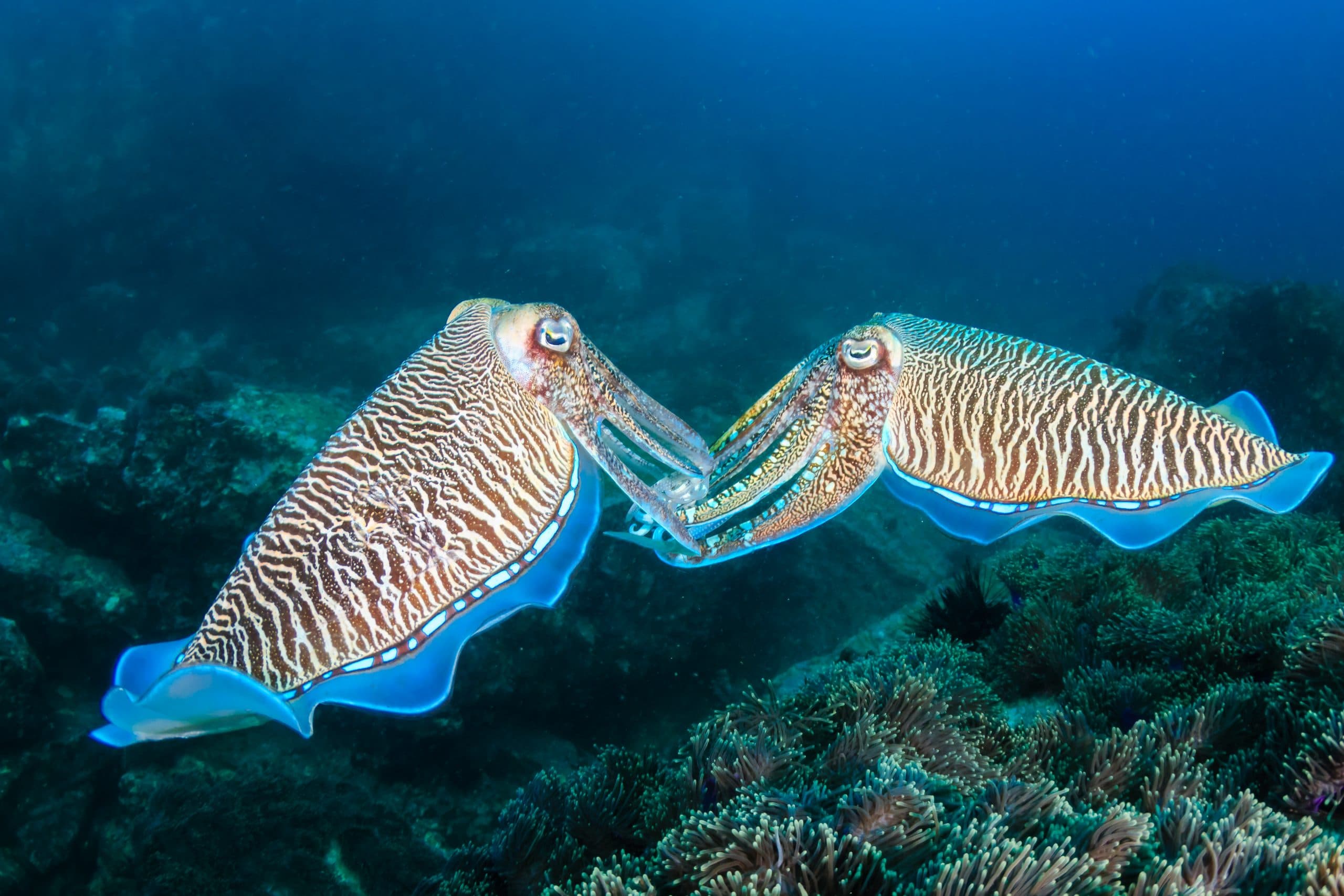 Travel Series No. 1: Cuttlefish Migration in South Australia