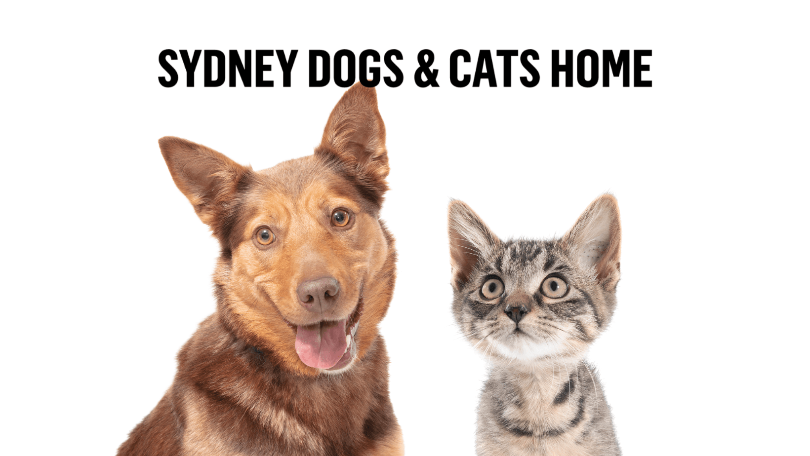 We got fur real with Sydney Dogs and Cats Home… Sydney only charity pound!