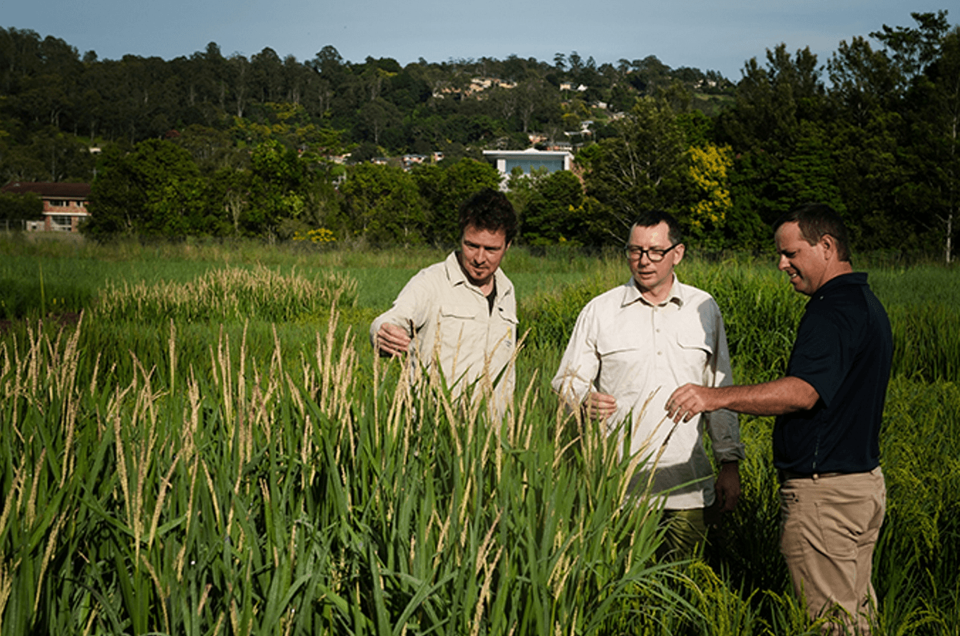 Rice breeding initiative to reduce crops eco footprint