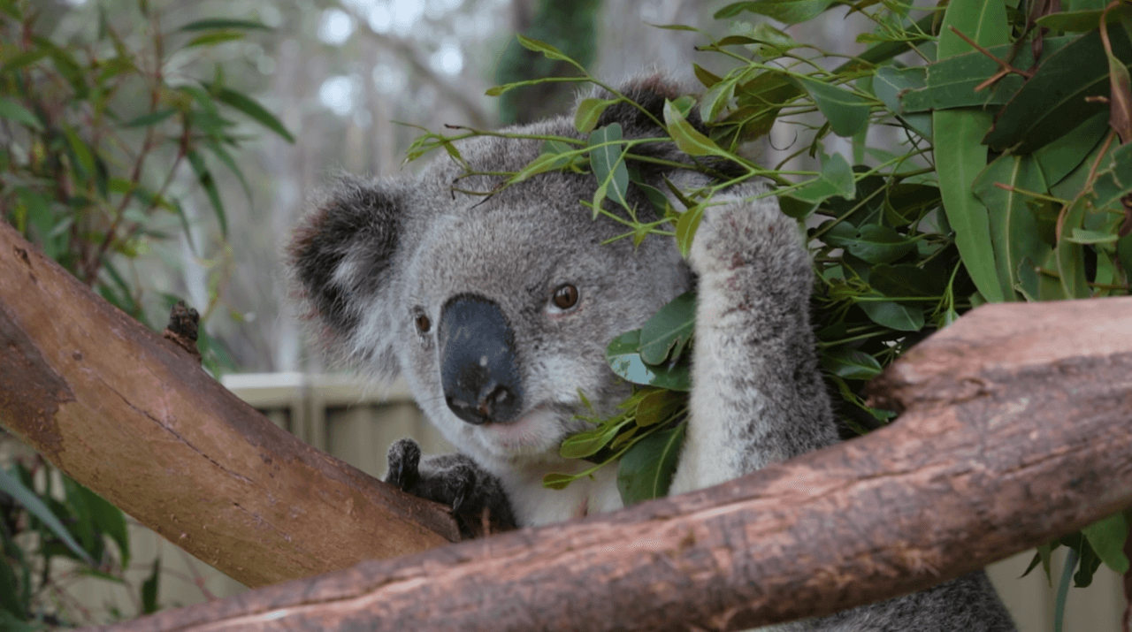 Expanding Upward, not Outward to Save the Koalas