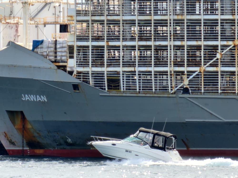 Government Kills Live Sheep Exports