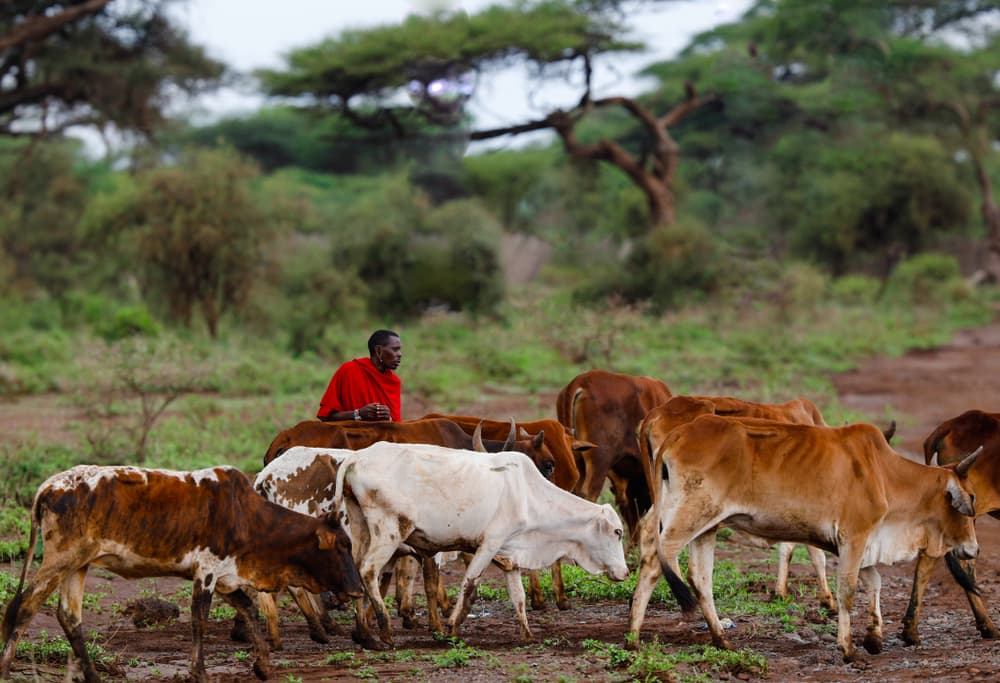Cattle are more than a commodity in Africa