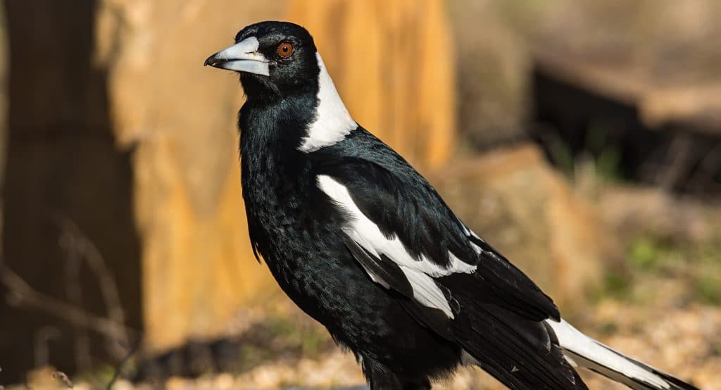 Magpie Swooping Season with Prof. Darryl Jones