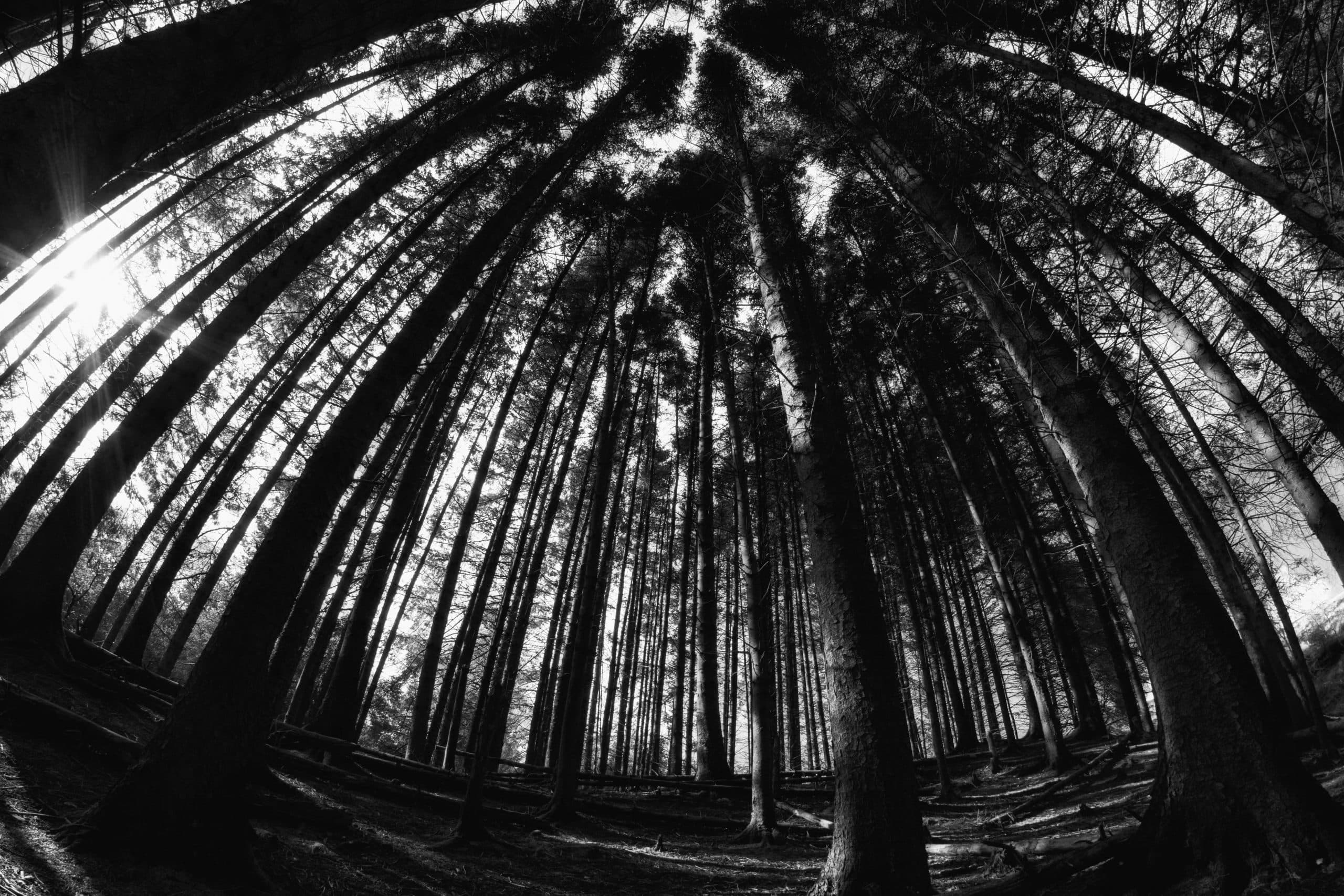 25 Years of The Blair Witch Project