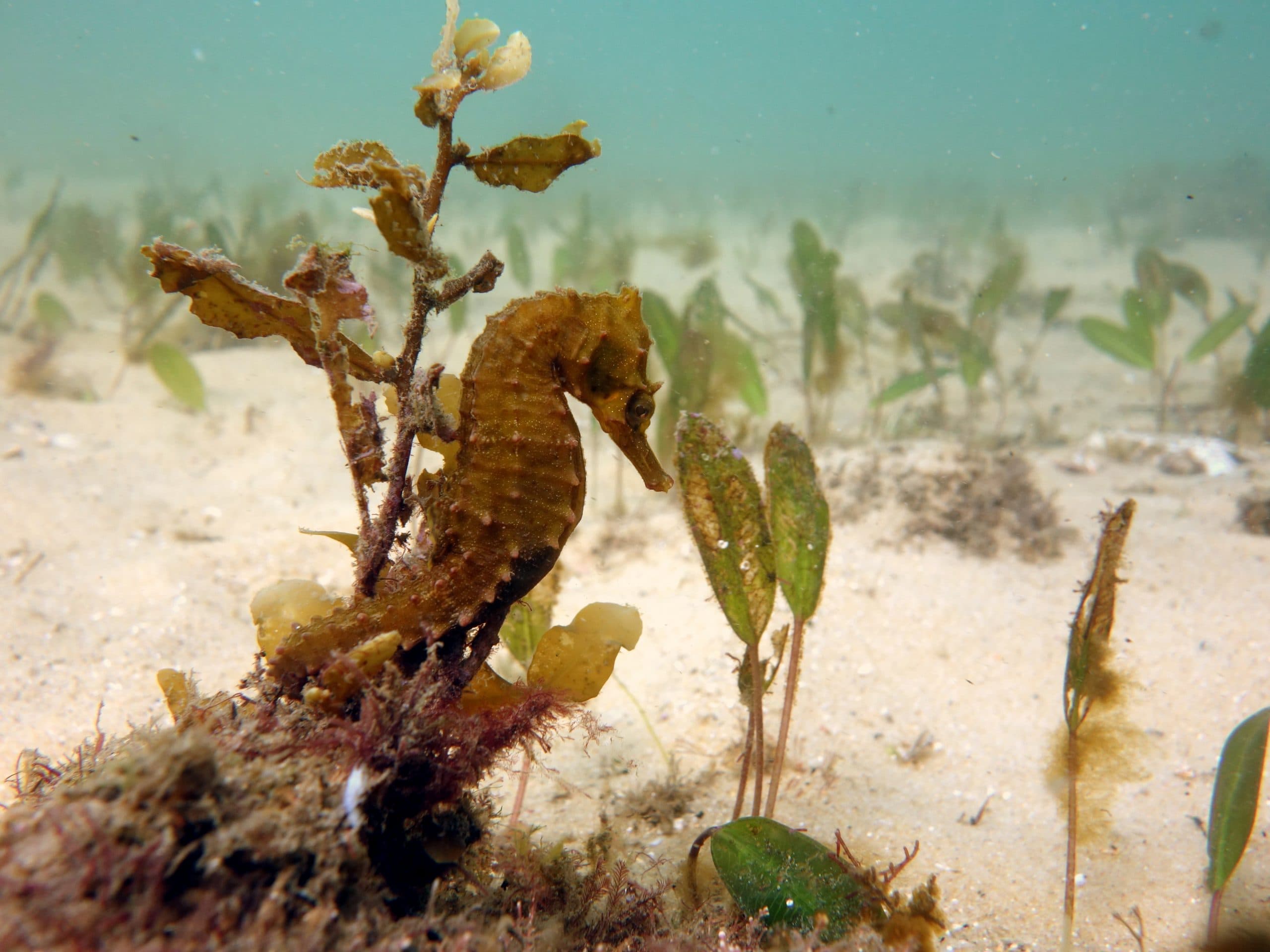 “Seahorse Hotels”: Sydney Seahorse Project’s Bold Plan to Save the Seahorses