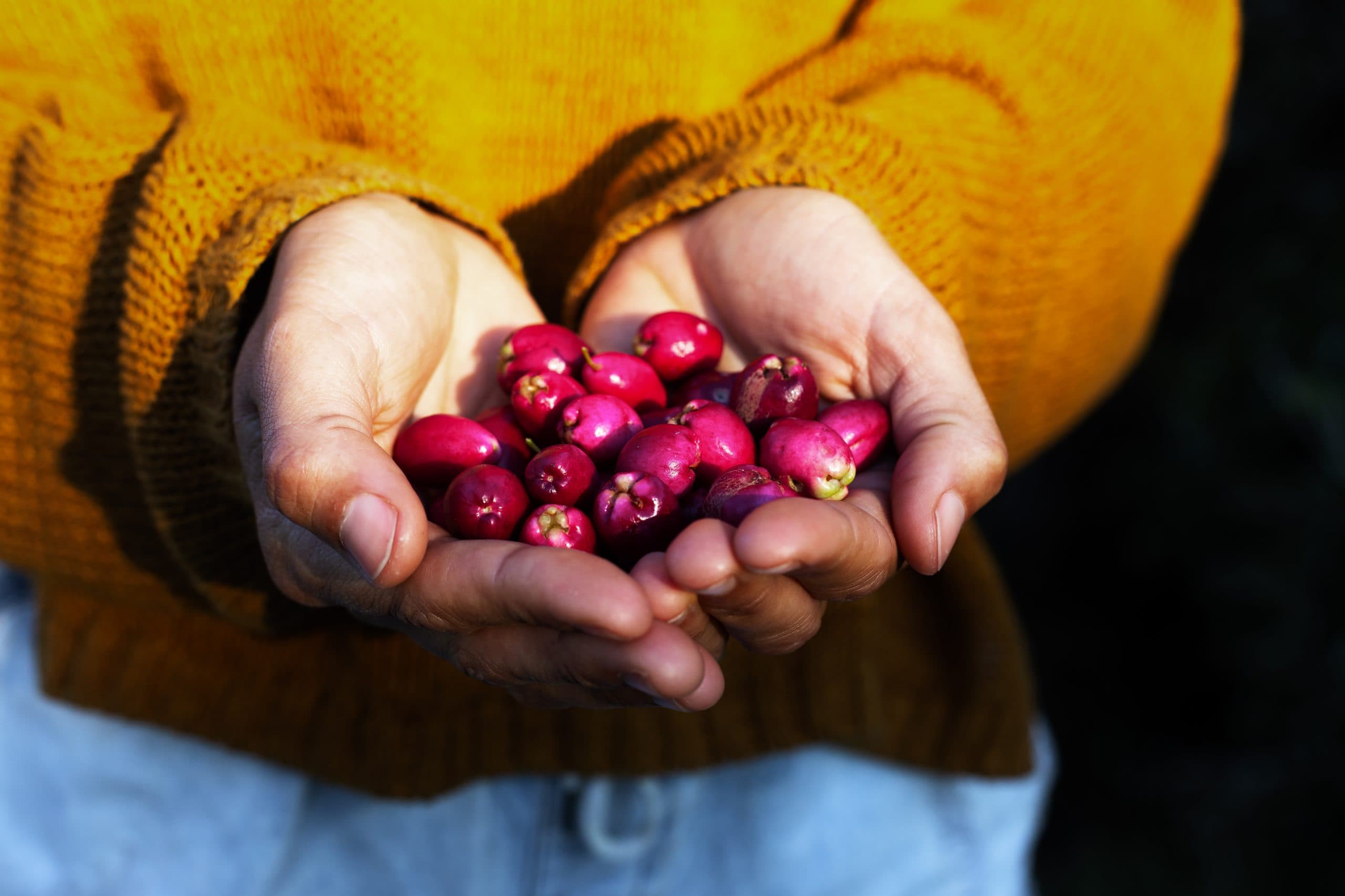 Hands of Indigenous woman holding bush fruits