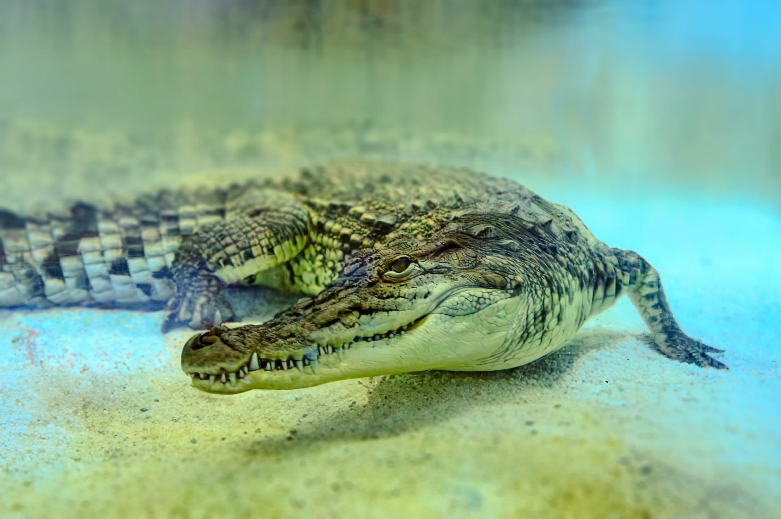 Scientists teach crocodiles not to eat toxic cane toads