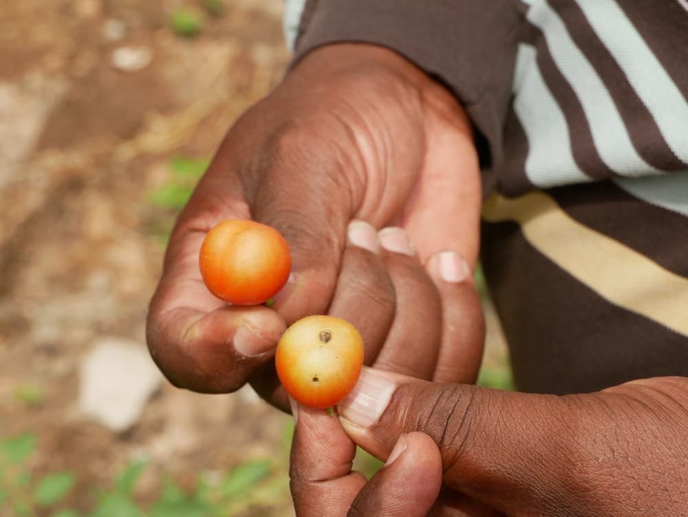 Bush Tucker can help world food sustainability