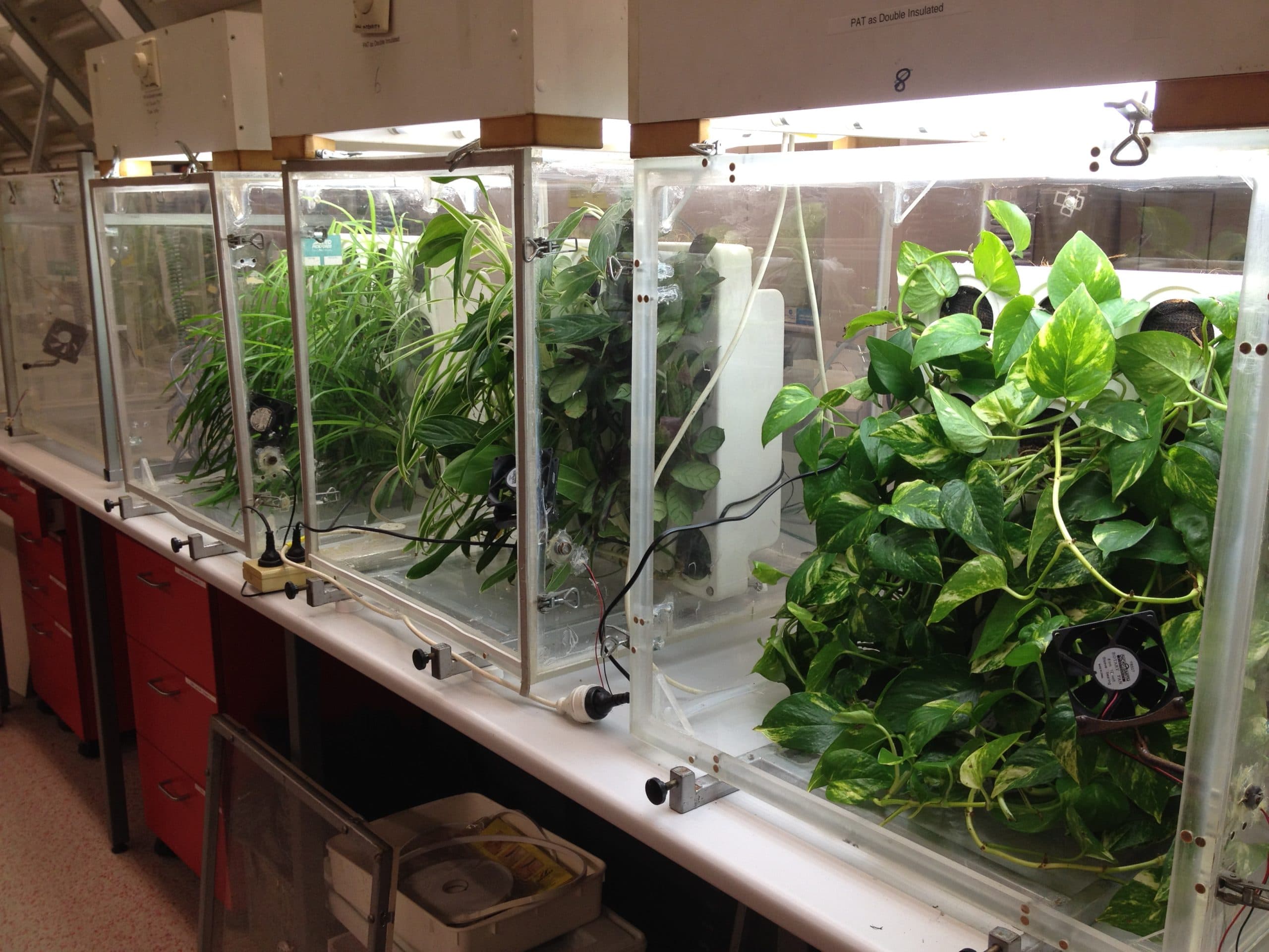 How to clean your lungs