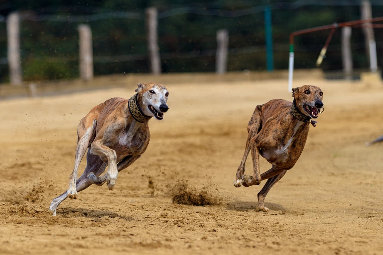 Better welfare needed for NSW greyhound racing industry