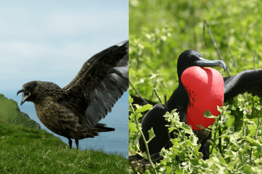 ‘Thief’ Seabirds could spread new Avian flu to Australia