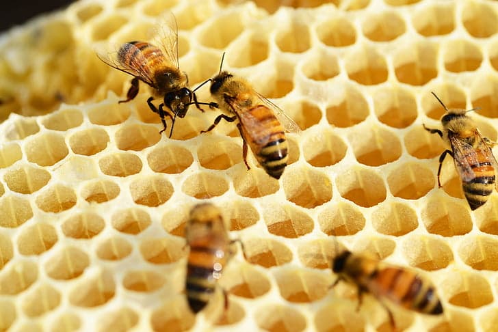 Bee-ware of Australia’s Pollinator Crisis