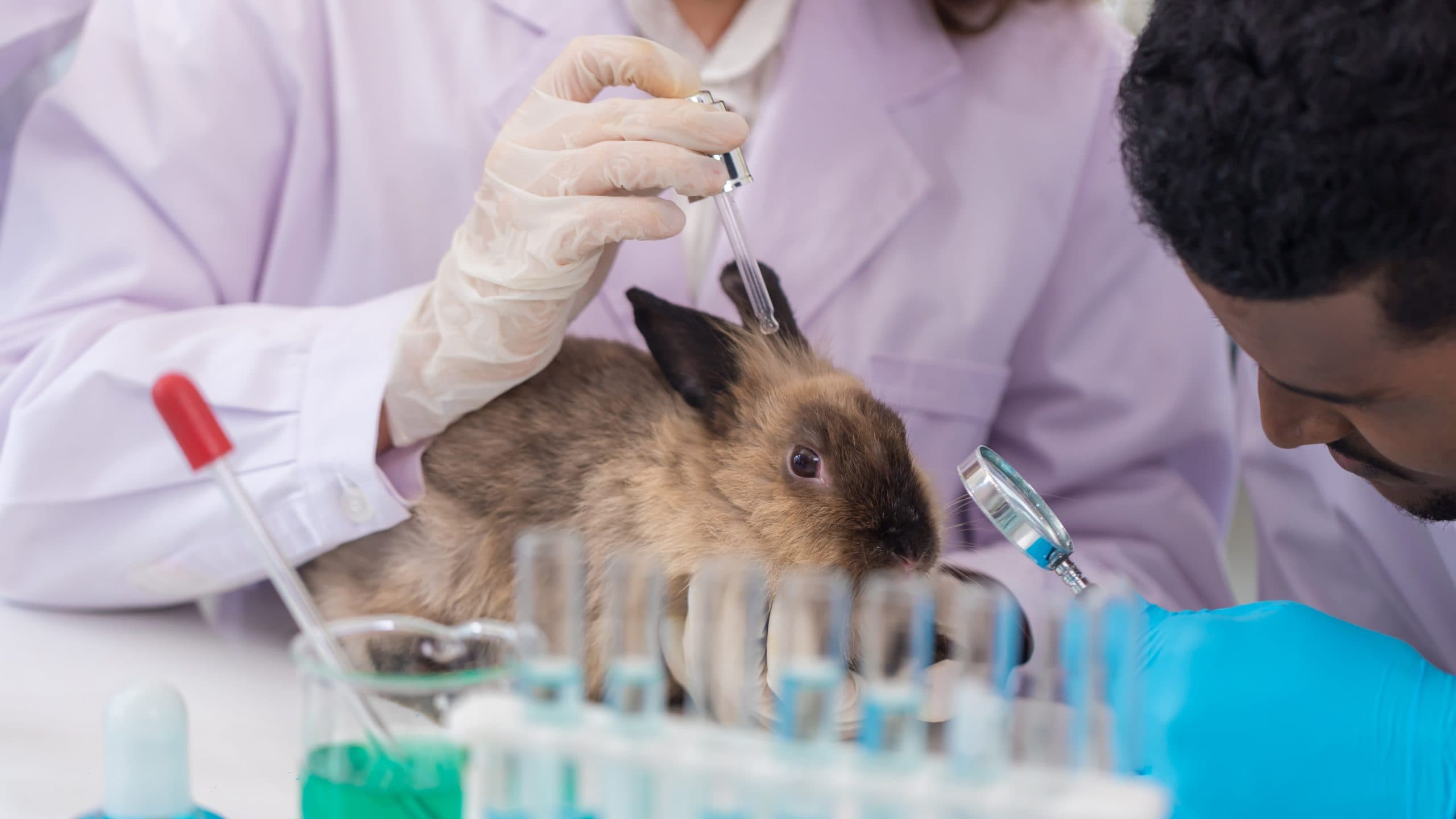 The Ethics of Animal Testing