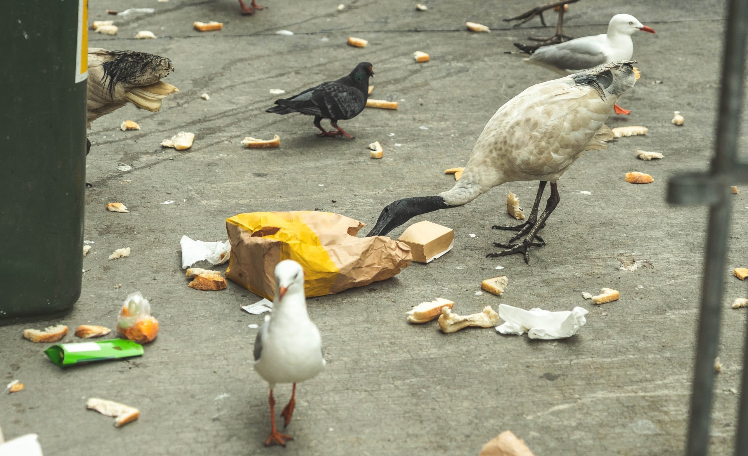 3MT: Trash to Treasure with Xiuping Liao