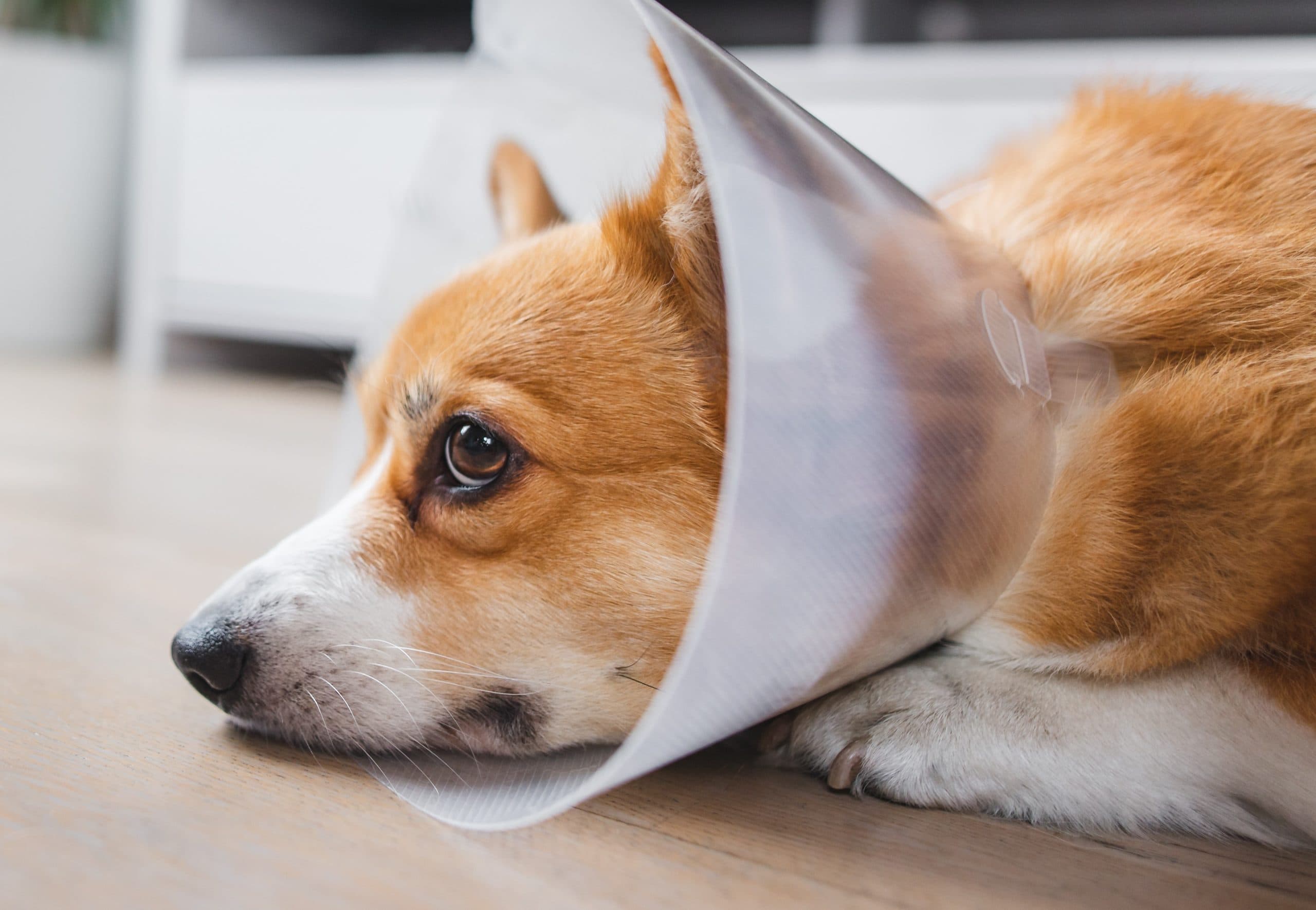 Wayne’s 4 x 2: Memory, English Teacher and more! (21 Nov 2024)