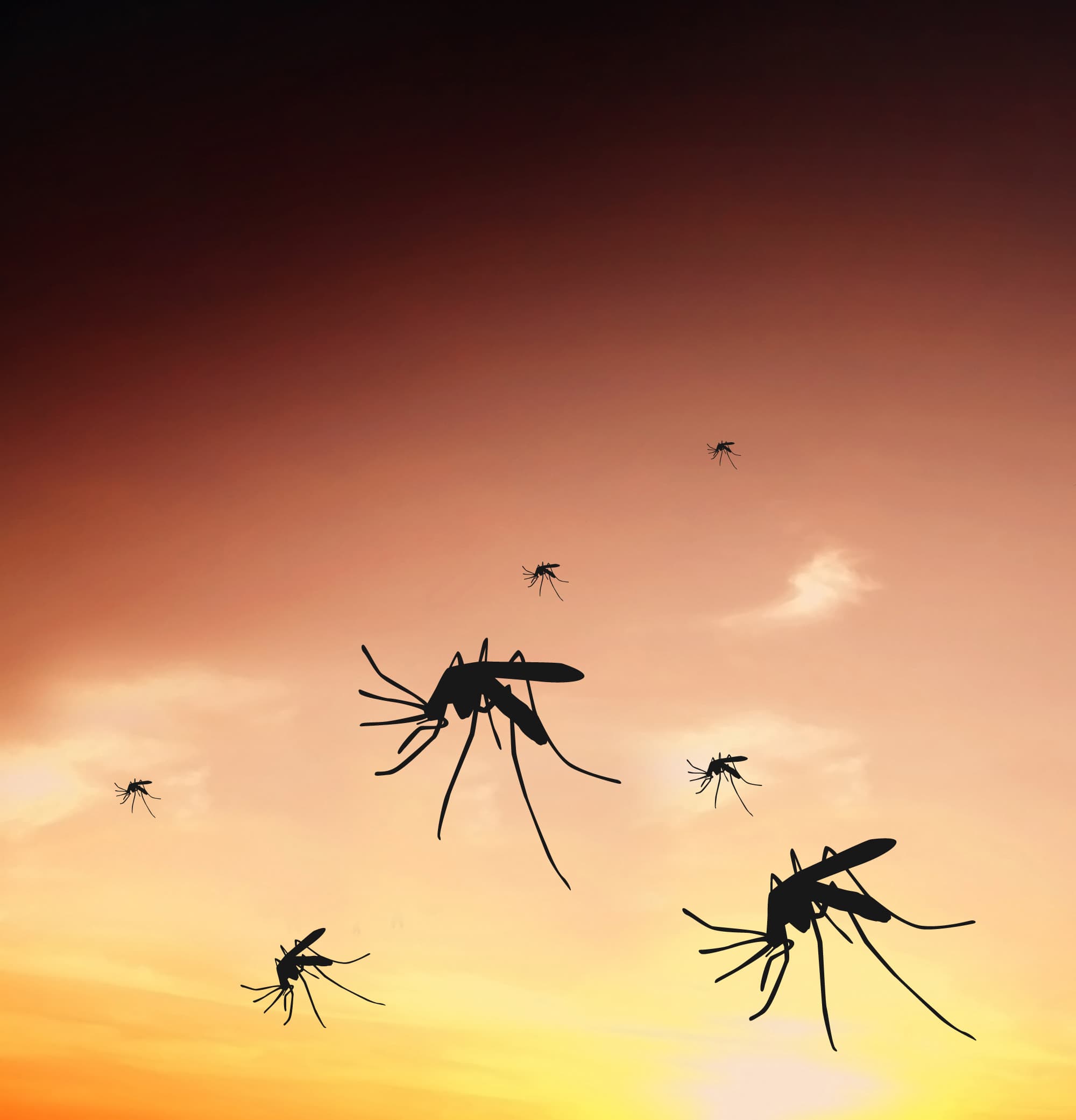 Mosquito Surge in Sydney