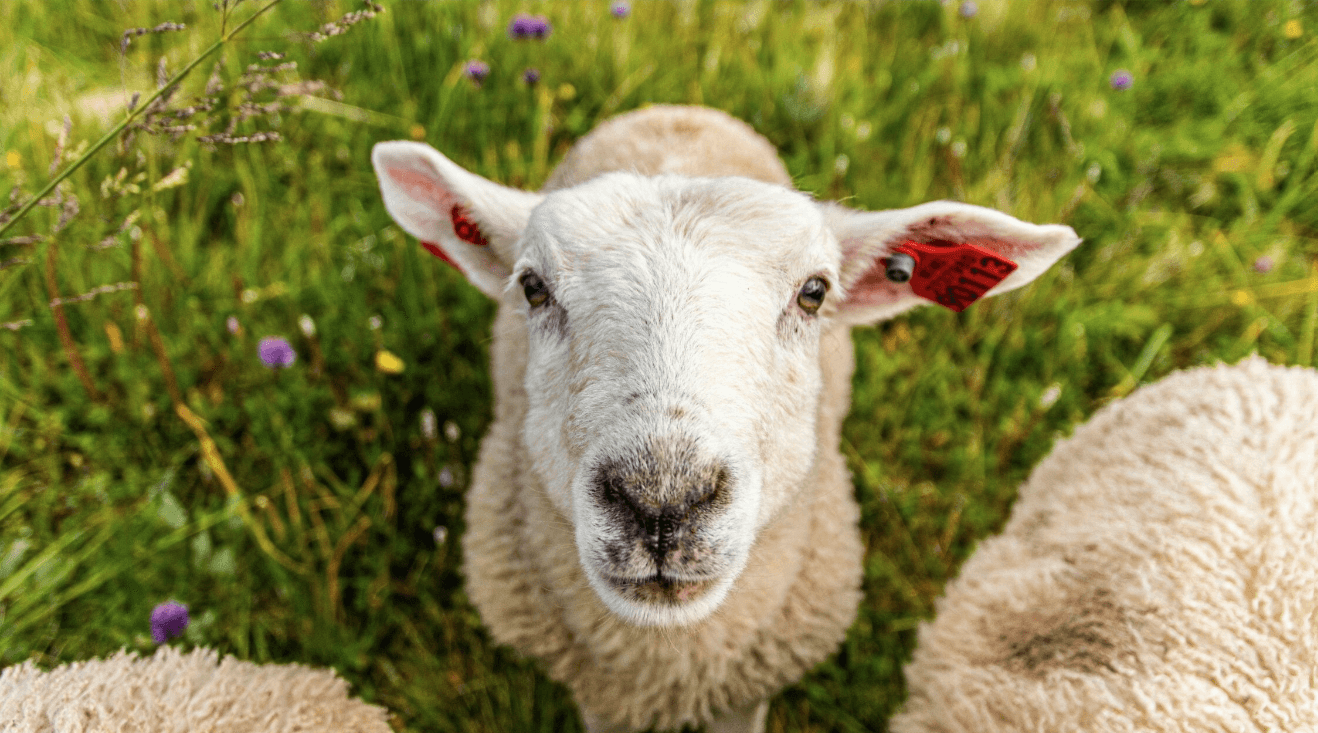 How does Australia mark this International Animal Rights Day?