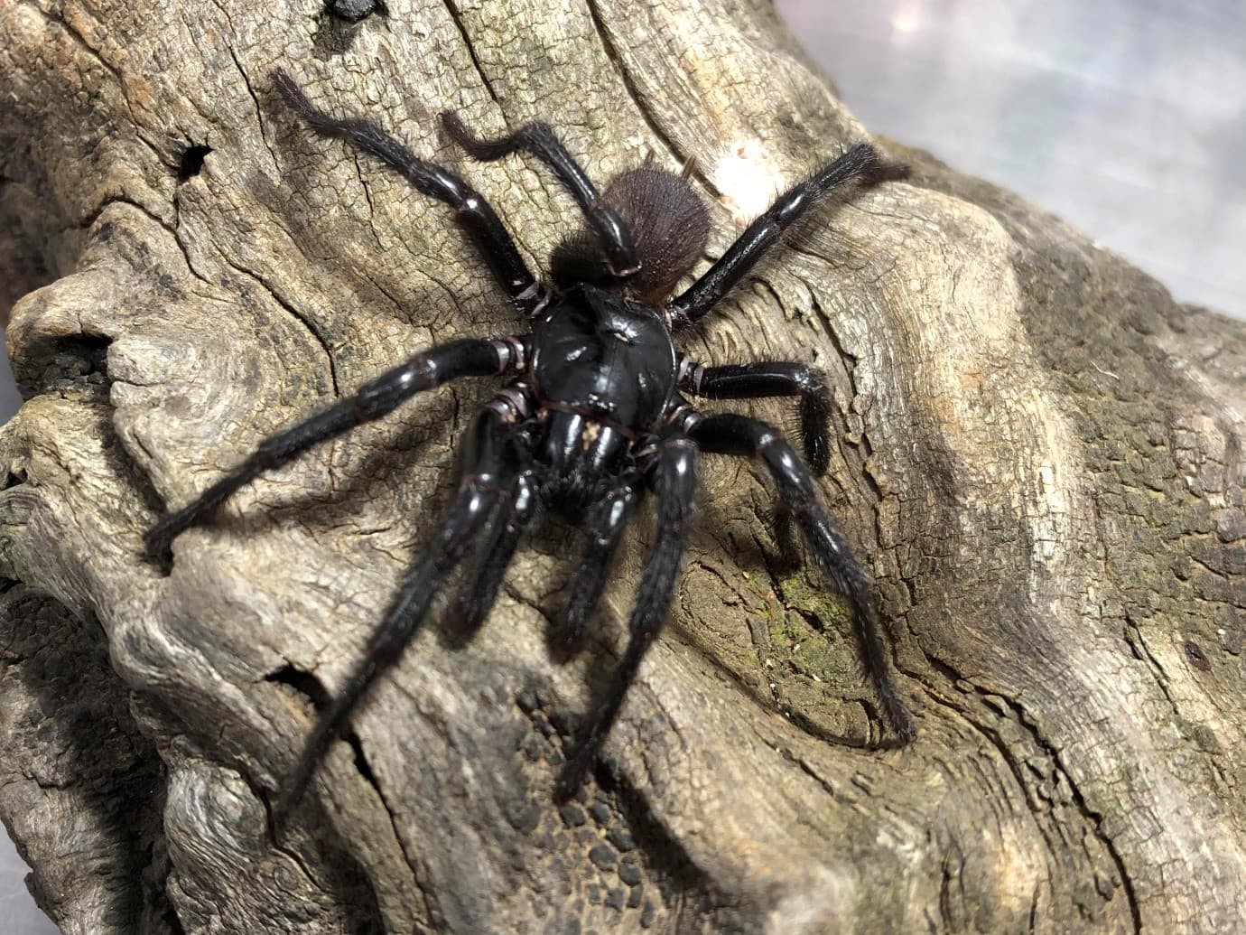 Big Boy – Newcastle’s Funnel Web Big Brother