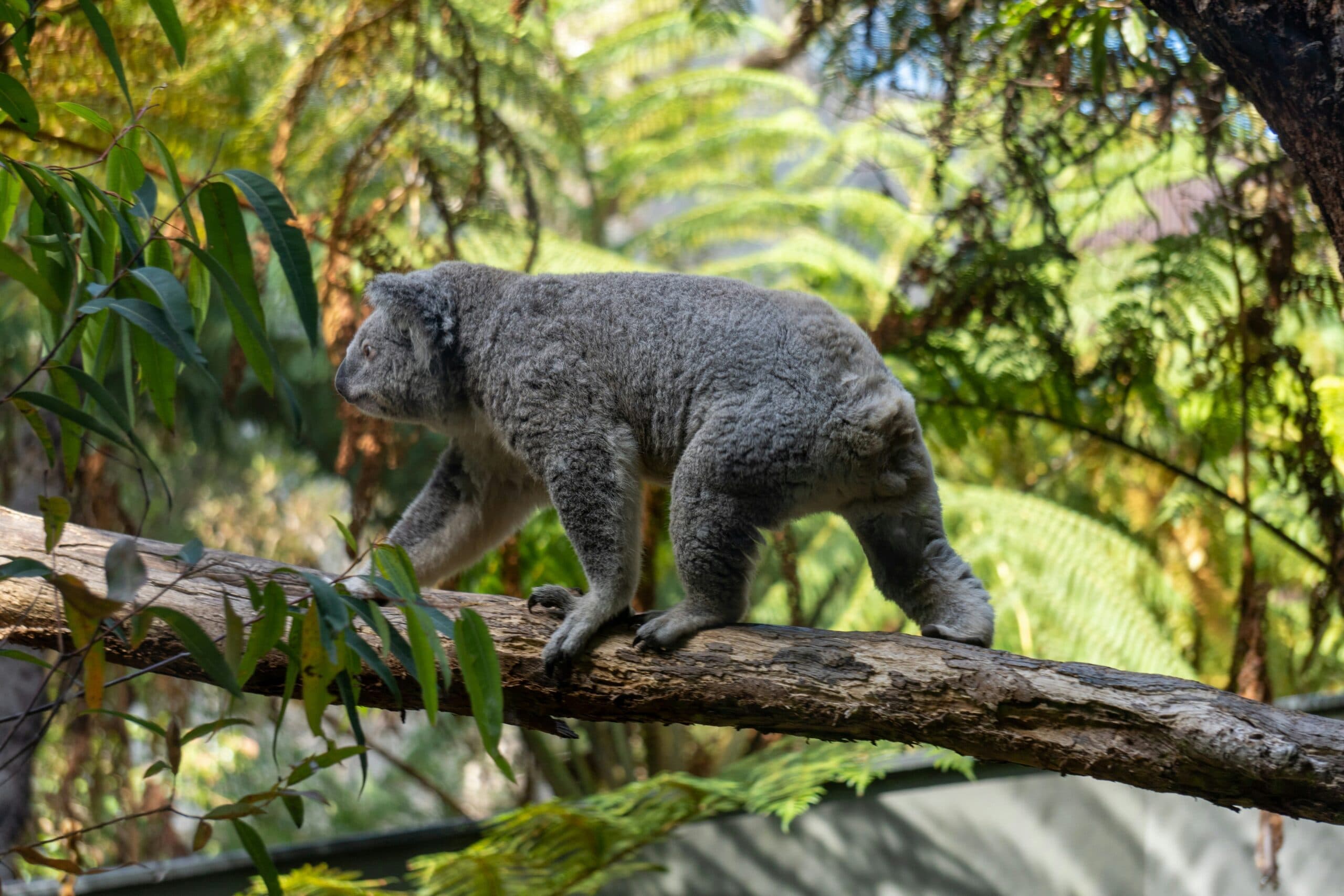 Australia’s extinction crisis deepens as approved habitat destructions double: report