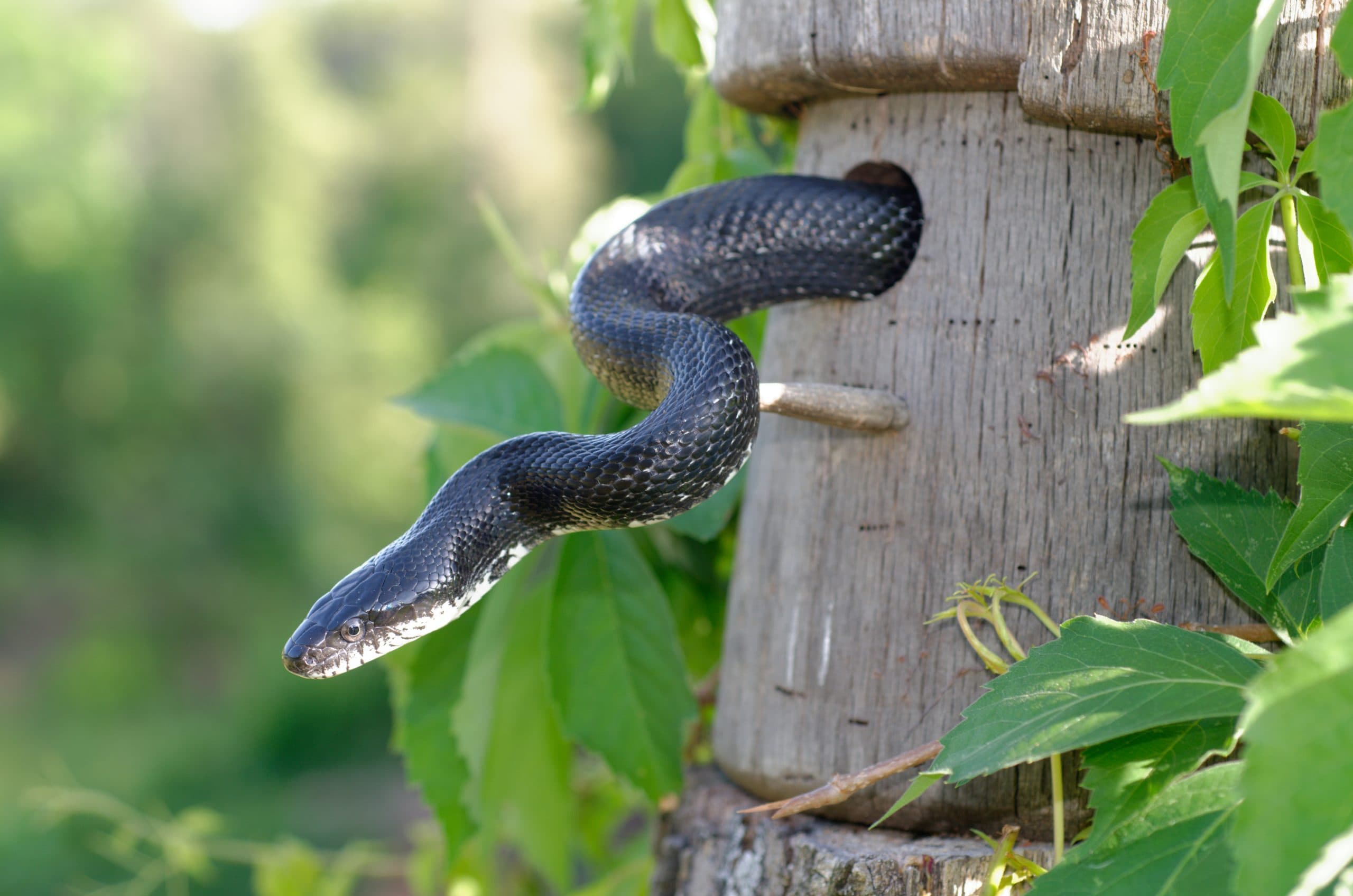 Slithering Safely: Insights from a Sydney Snake Handler on Staying Snake-Smart