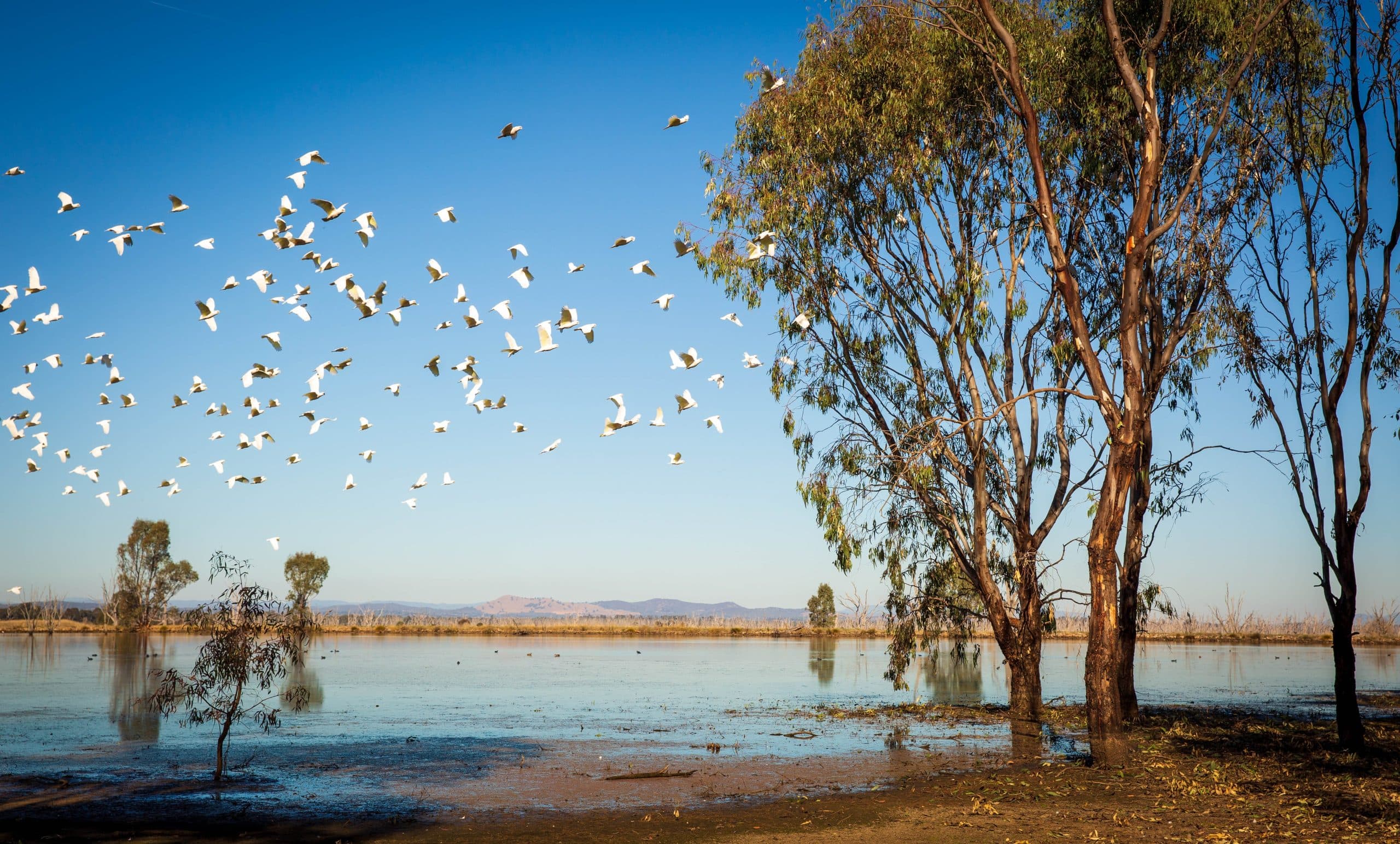 Australian Birds Adapting to Climate Change