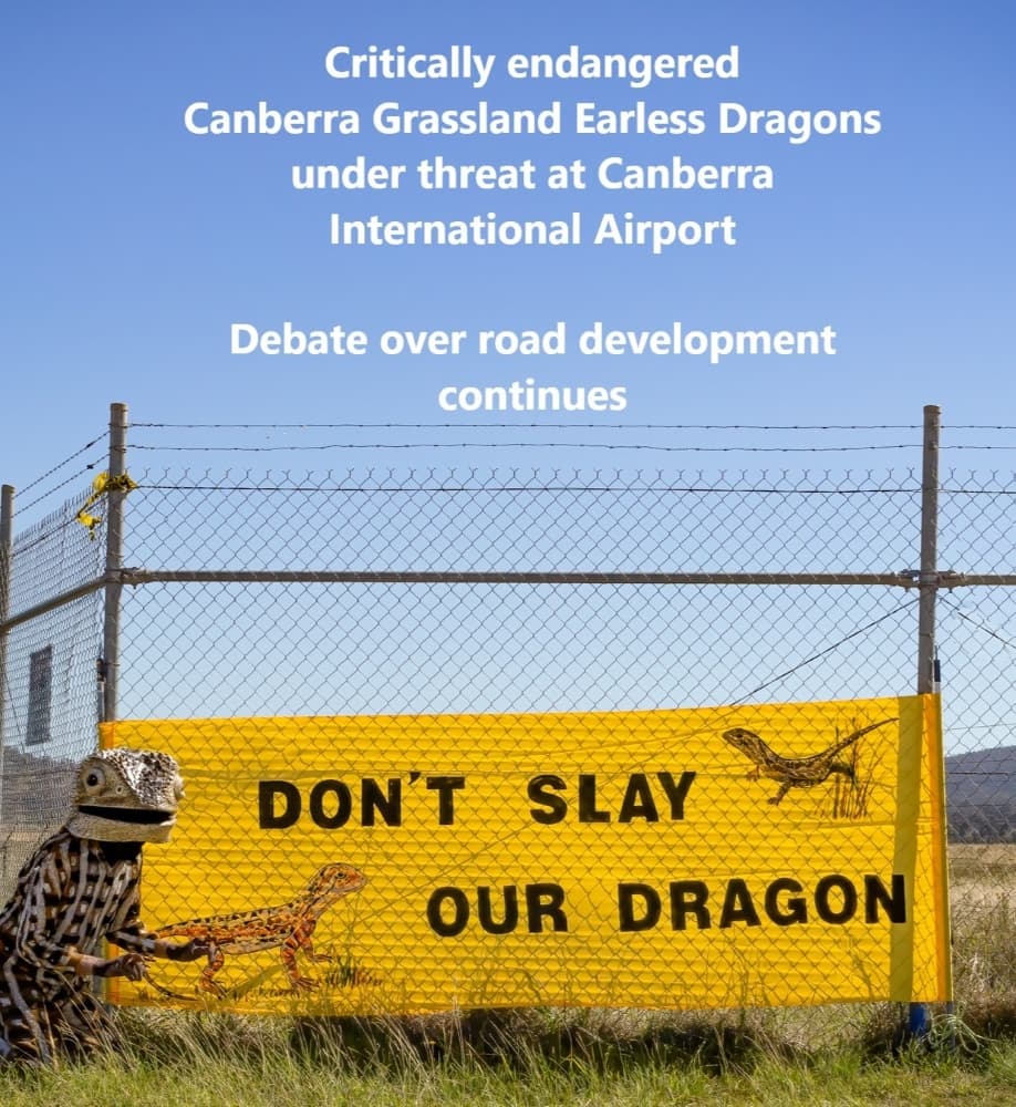 Native lizard halts Canberra Airport construction