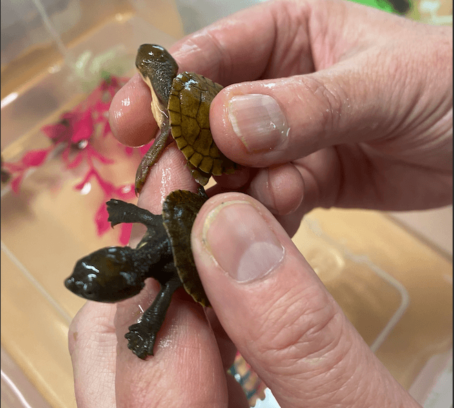 Turtle Talk: Saving the Endangered Bell’s Turtle