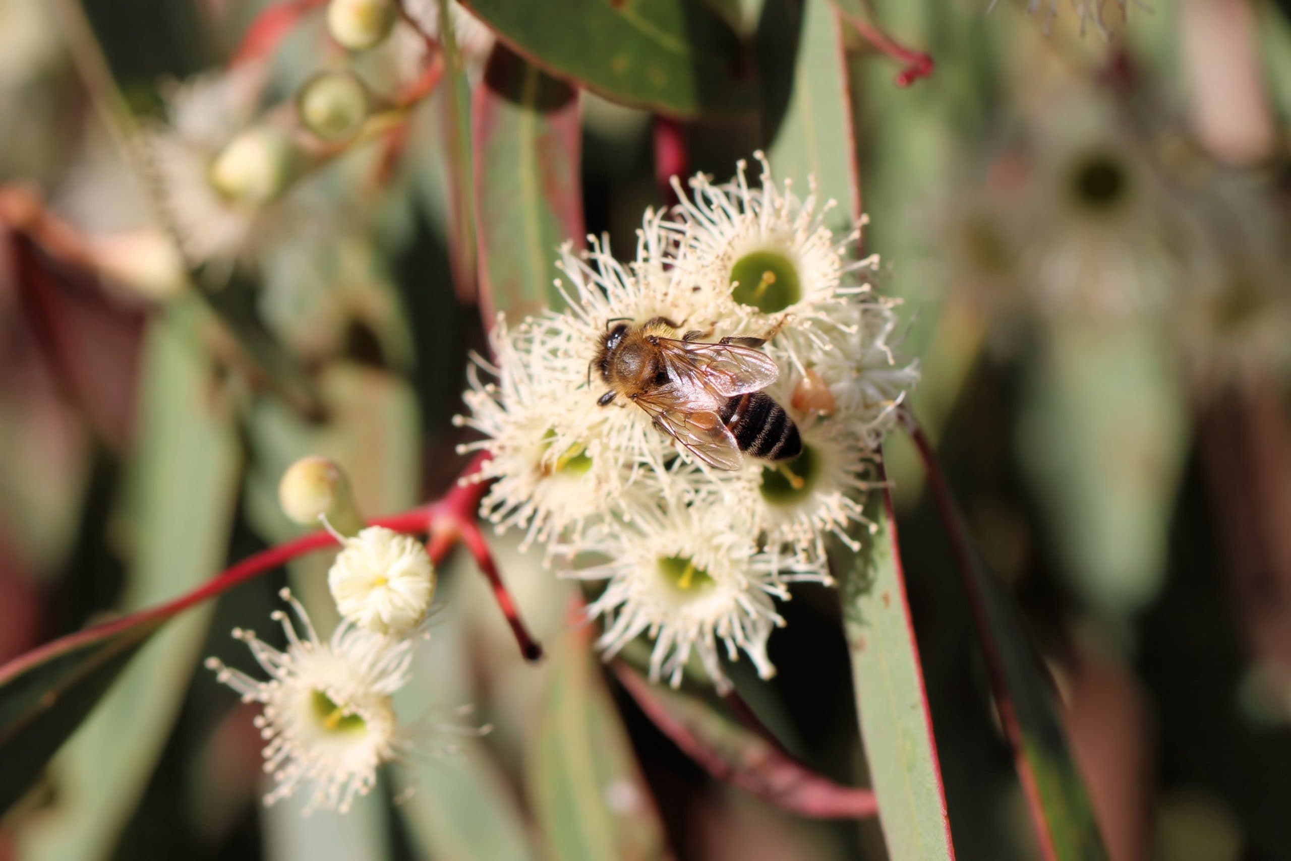 Western Honey Bee (Apis mellifera) with yellow and black markings. The bee is sitting on the flower of a Pink Gum (Eucalyptus fasciculosa). The flower is cream-coloured with a fringe around a centre, red-brown stems, and green gum leaves behind.