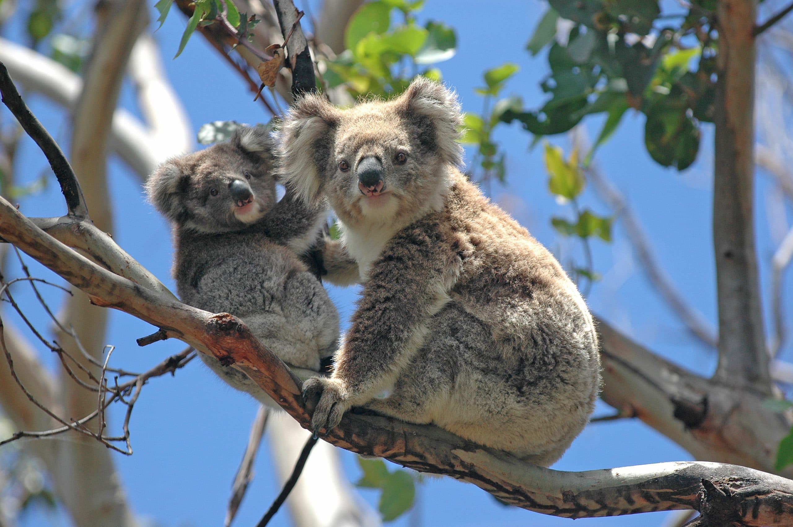 Surprising Koala Behaviours