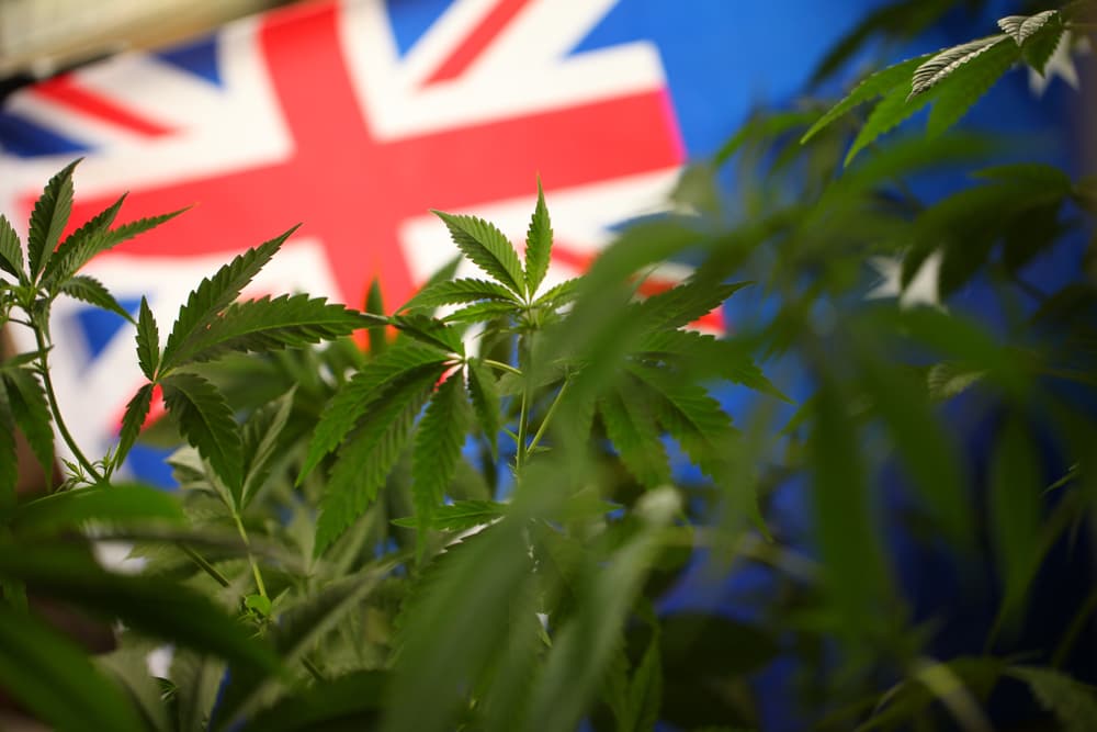 More work to be done before fully decriminalise cannabis