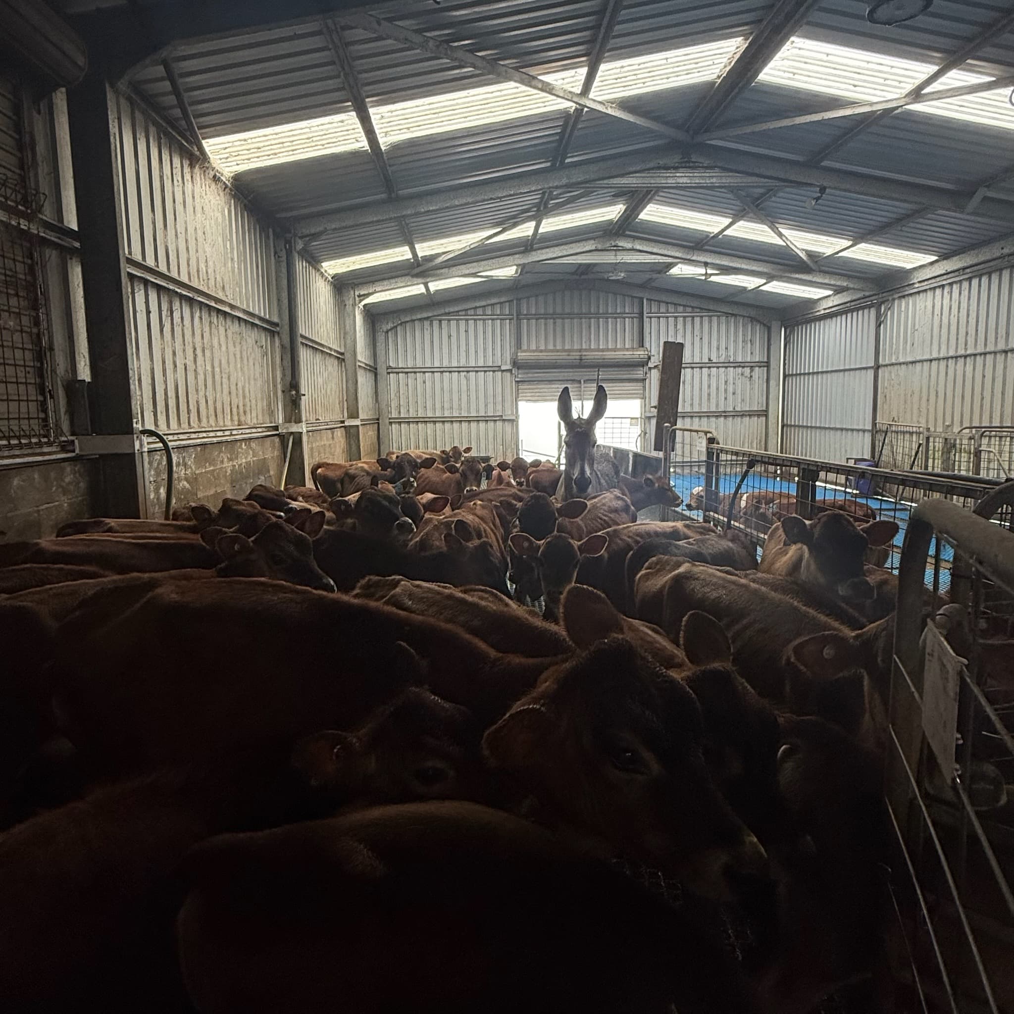 Ex Cyclone Alfred floods dairy farm causing closure to milk delivery