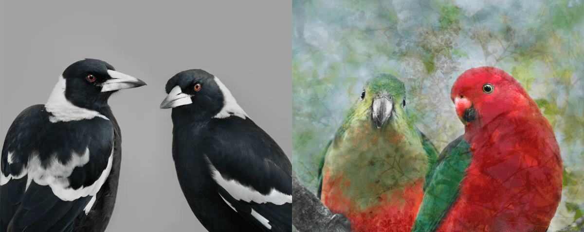 Loving, Photographing, Saving Birds – Angela Robertson-Buchanan