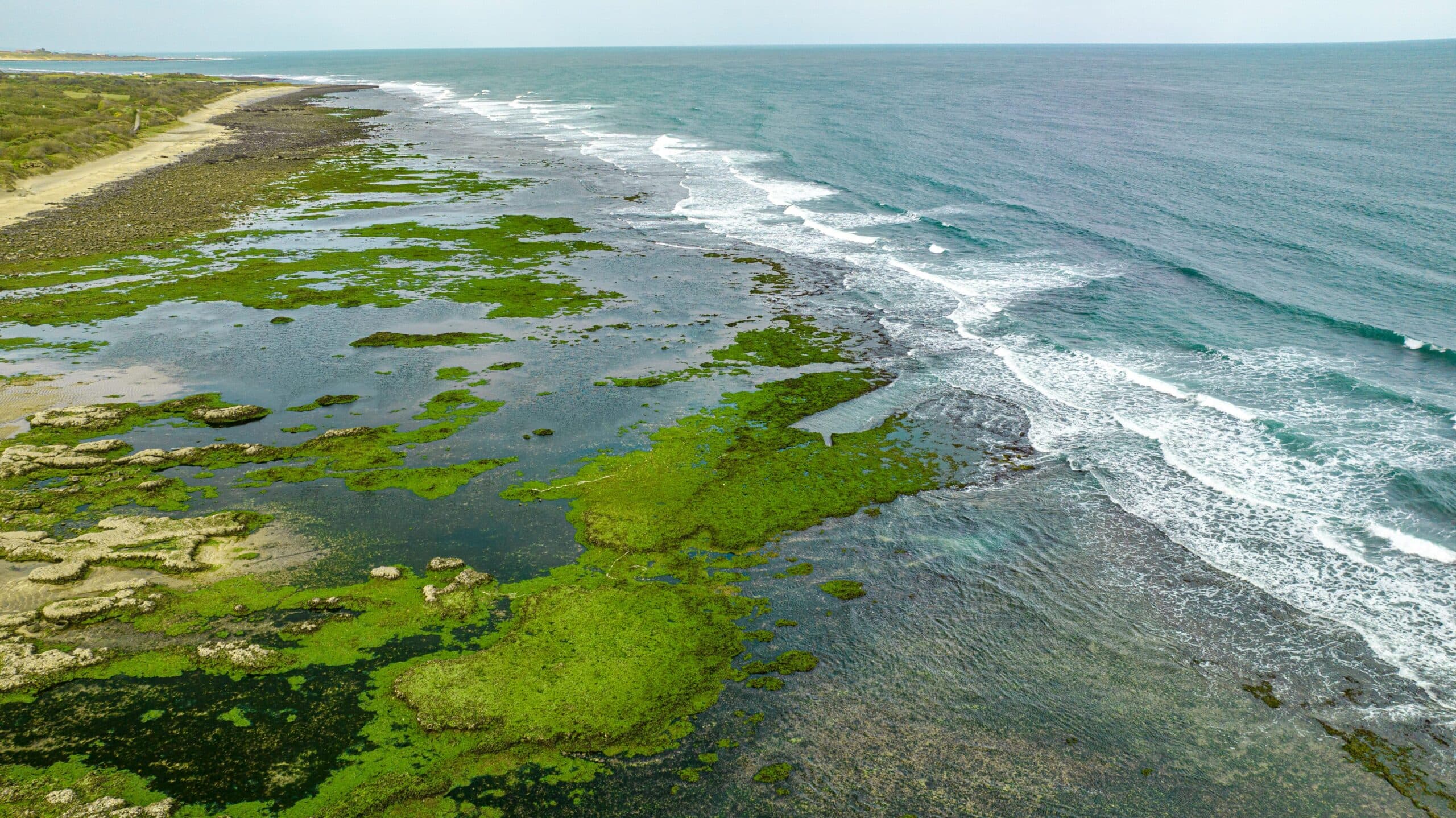 Algal Bloom events expected to increase amidst climate change