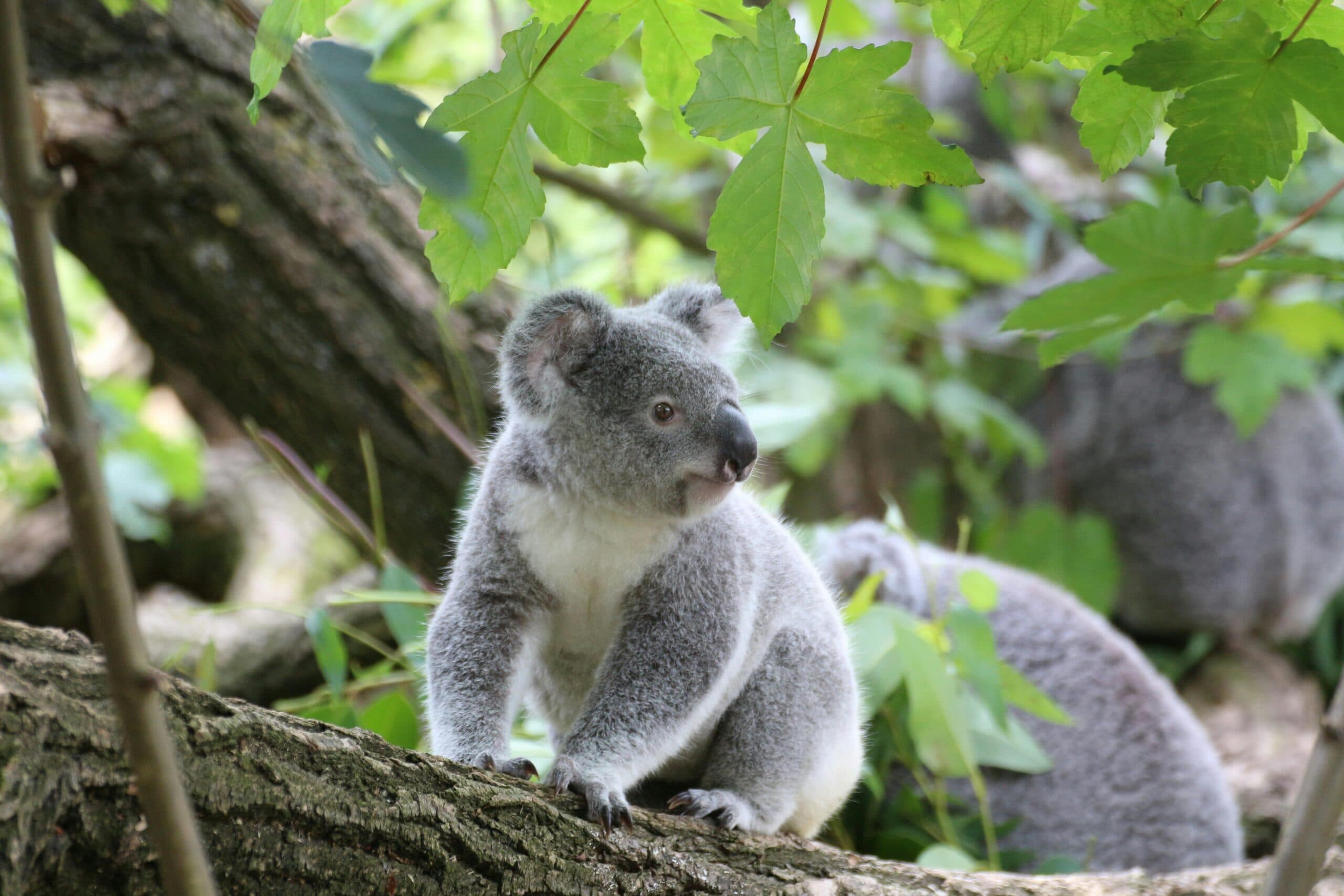 Koala habitats continue to lose land under current environmental laws